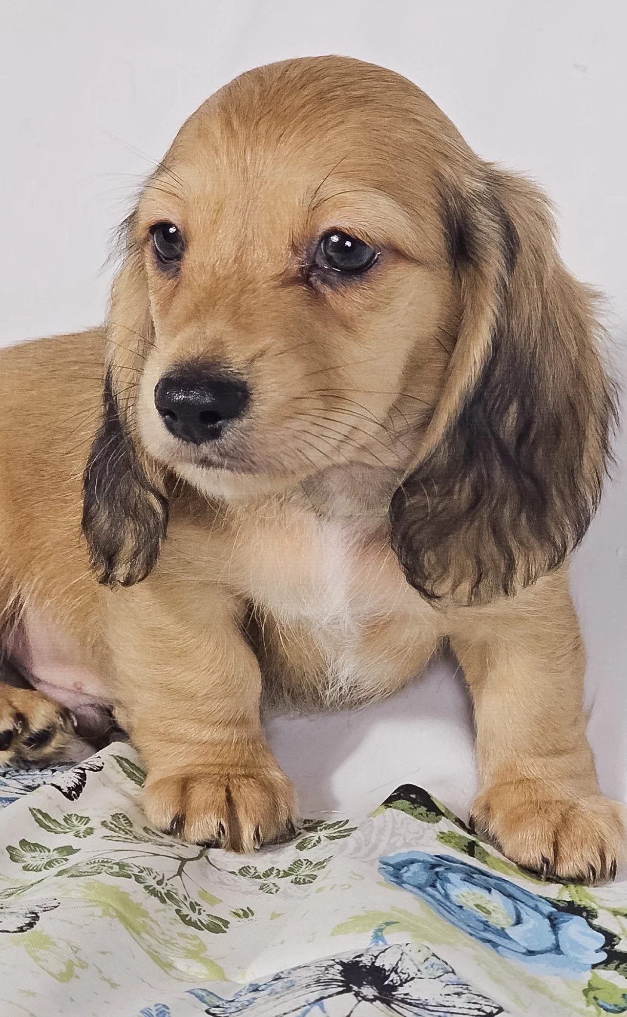 Pickles aka Tyson (RESERVED, longhaired boy)