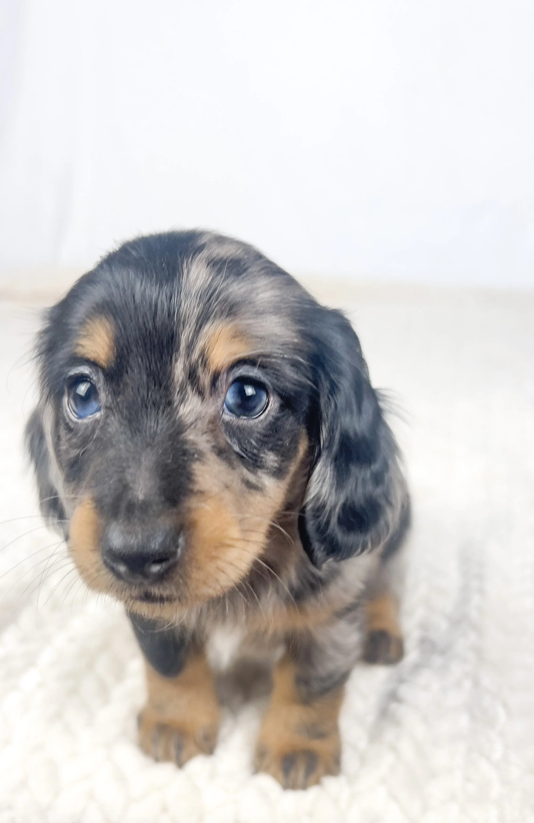 Chocolate aka Frankie (RESERVED, longhaired boy)