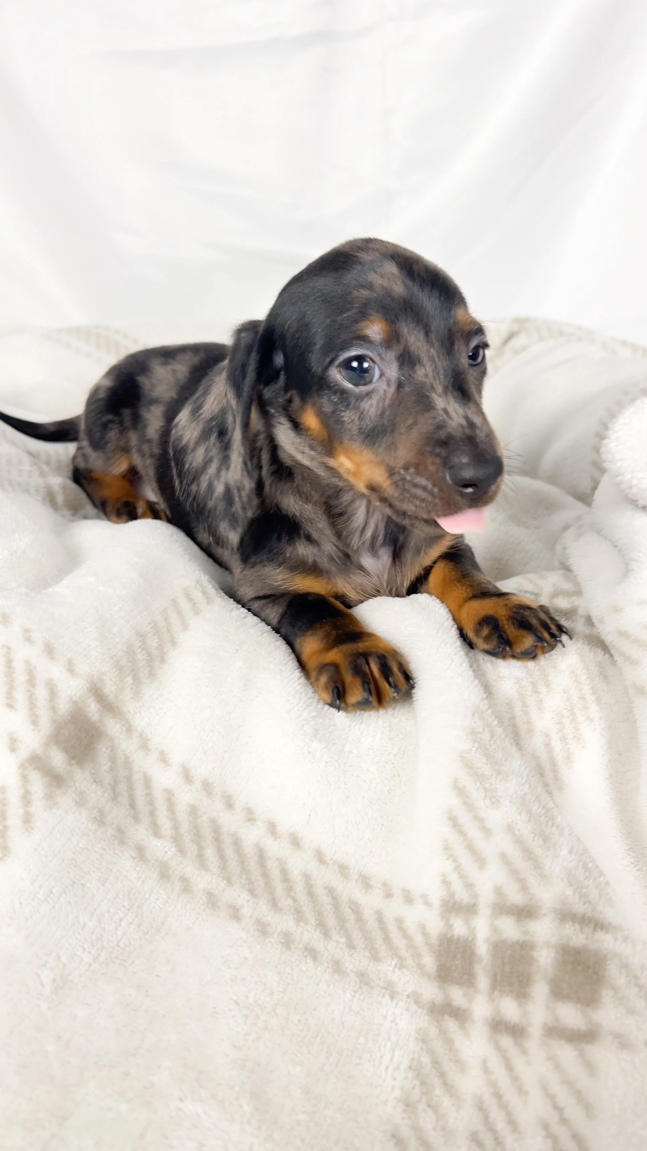 Lychee (RESERVED, shorthaired boy)