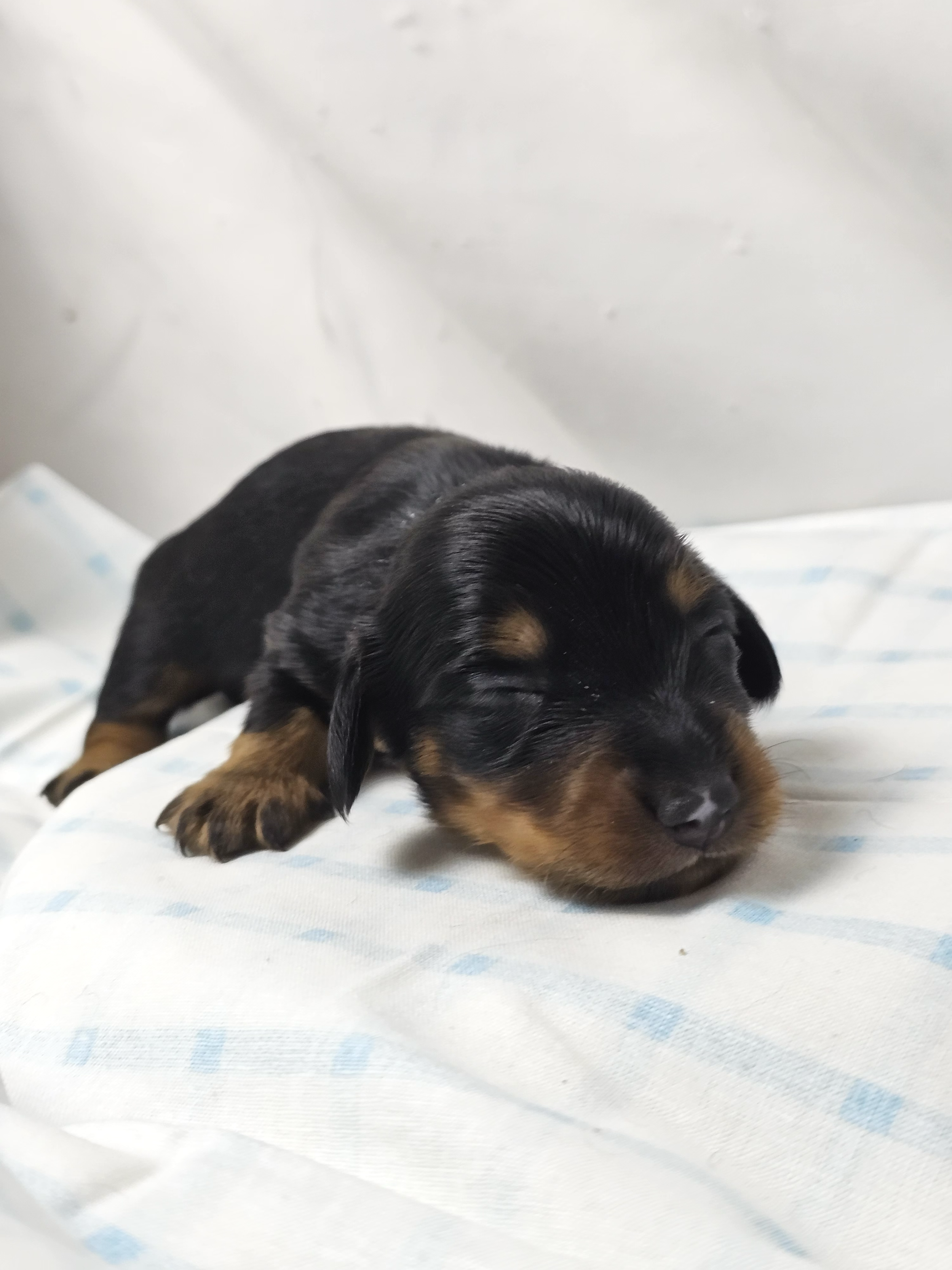Butterfinger (longhaired boy, $2500 with a $500 deposit towards total)