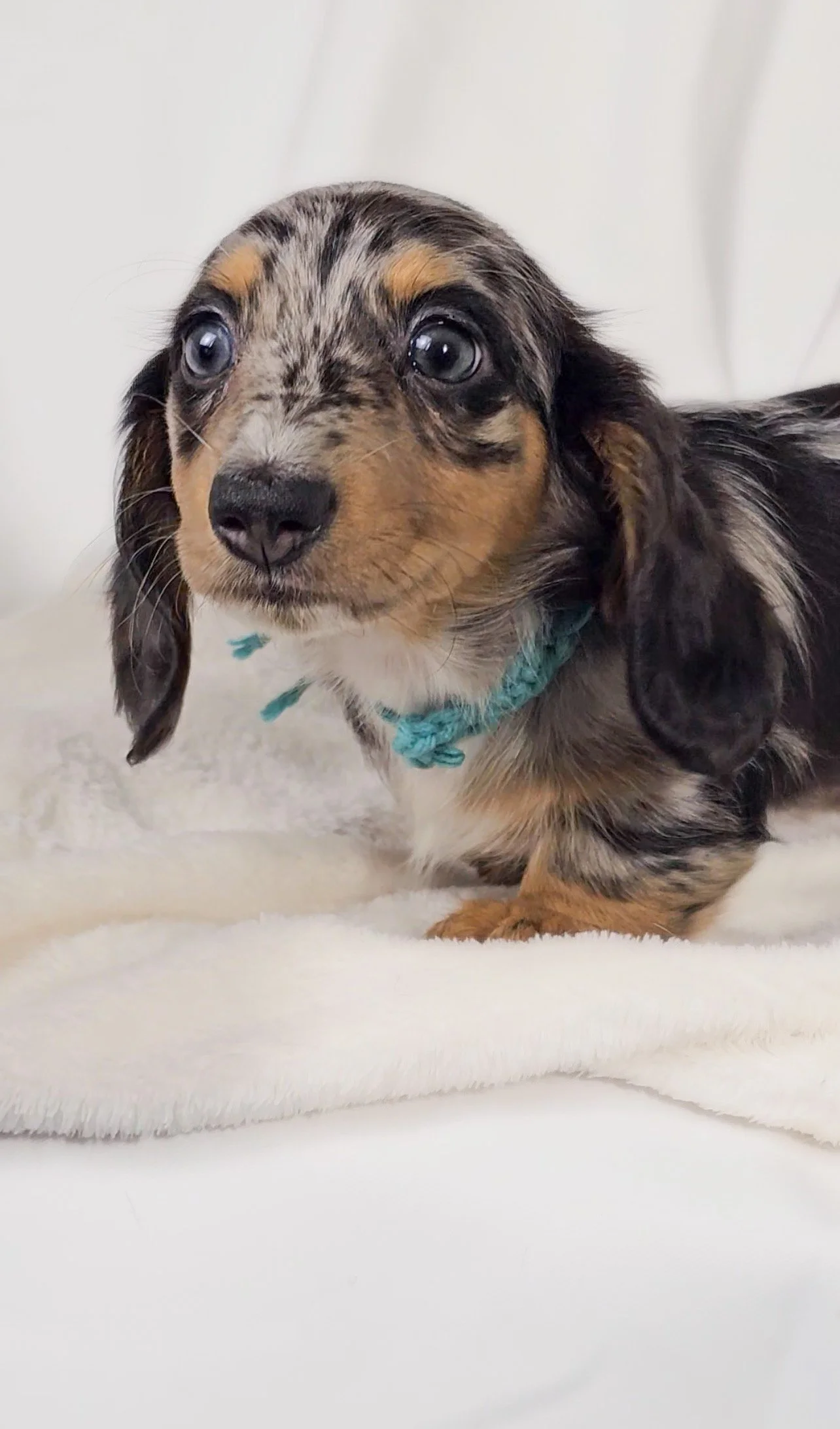 Tulip (RESERVED, longhaired girl)