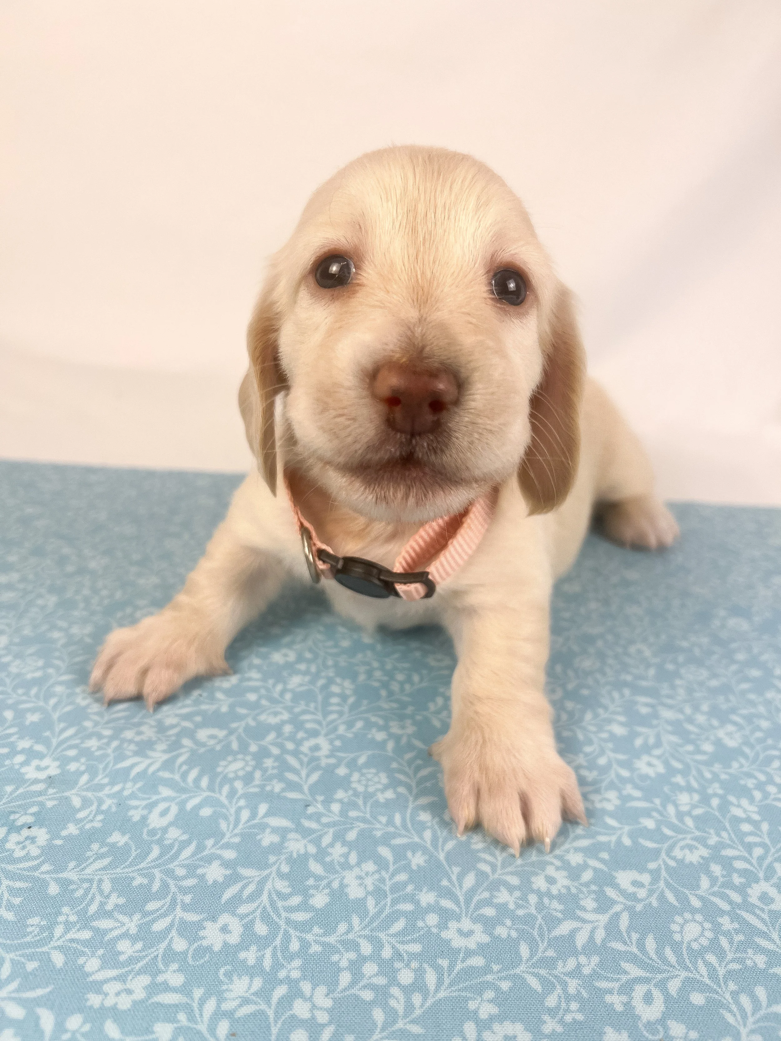 Swiss aka Willow (RESERVED, longhaired girl)