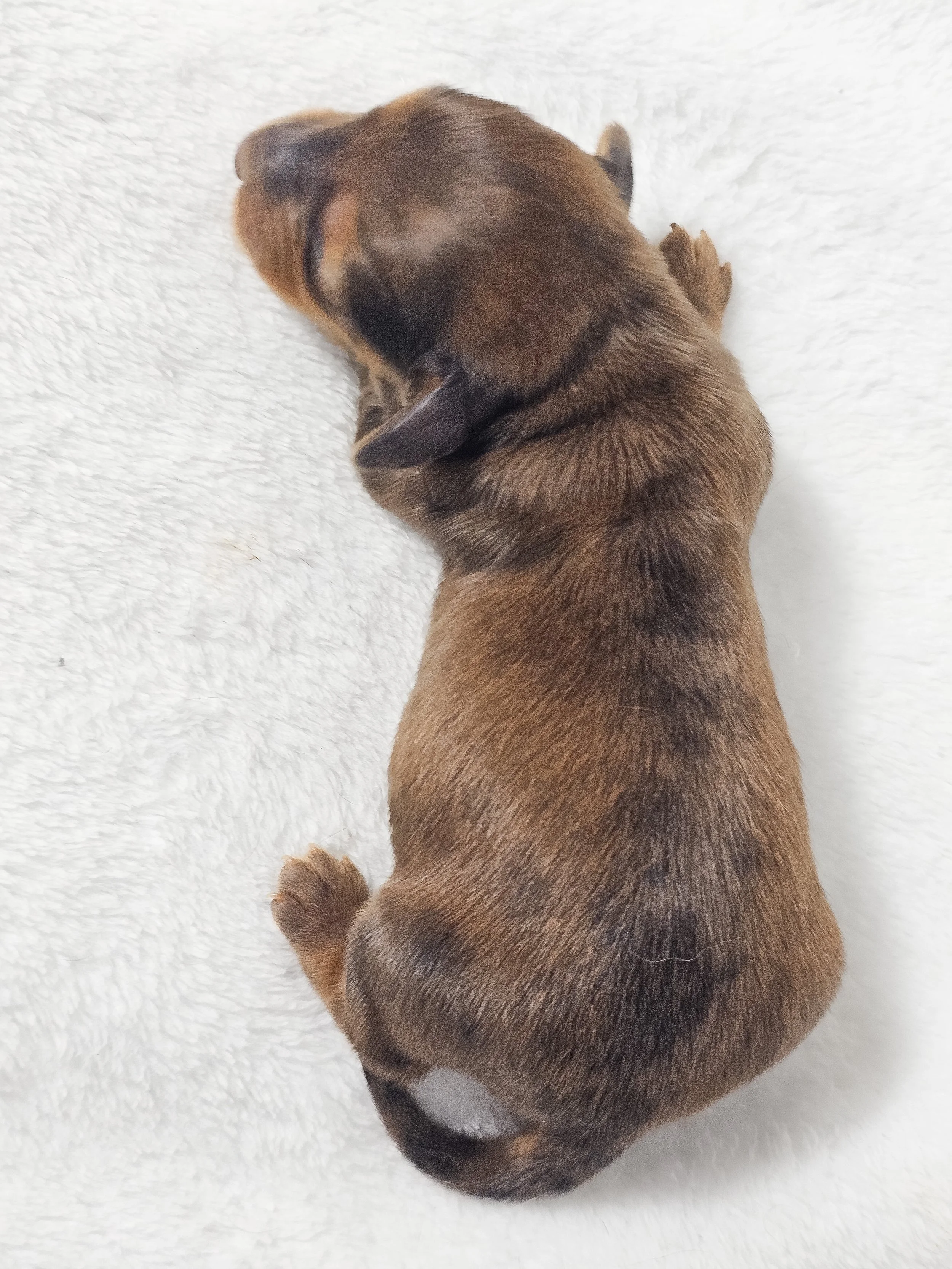 Plum (longhaired boy, $3000 with a $500 deposit towards total)