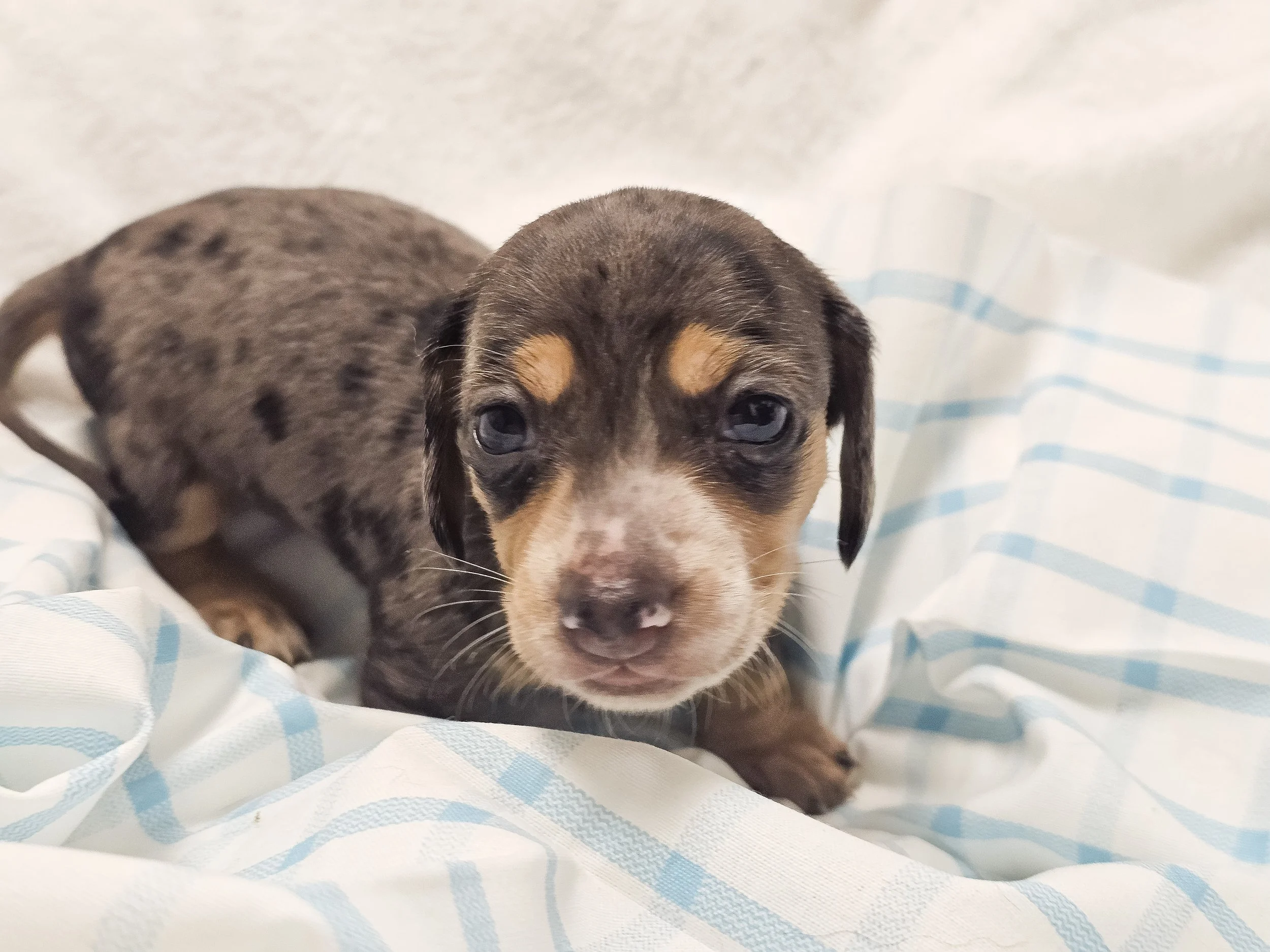 Chili cheese (shorthaired boy, $2500 with a $500 deposit towards total)