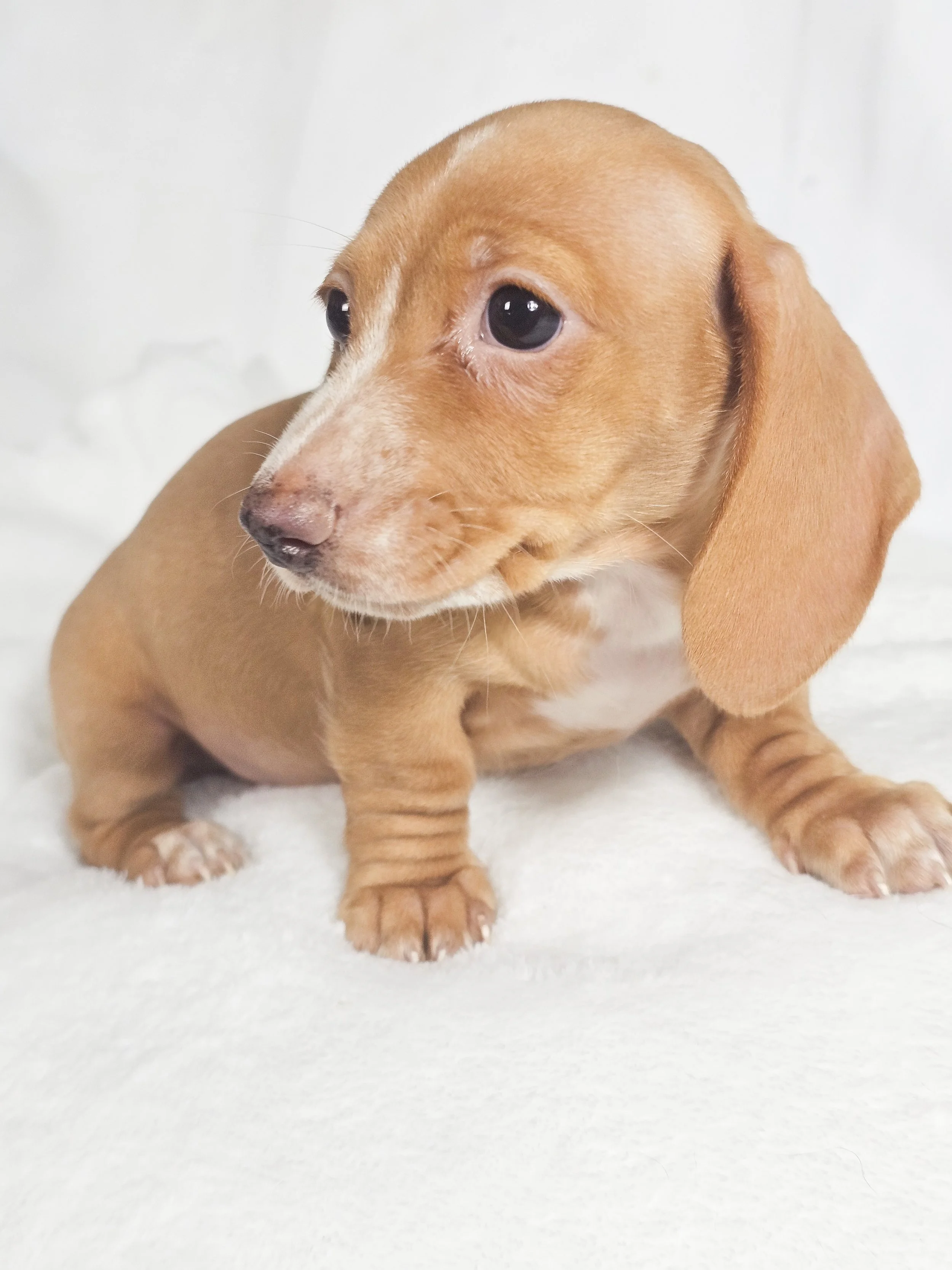 Spicy Jalapeño (RESERVED, shorthaired girl)