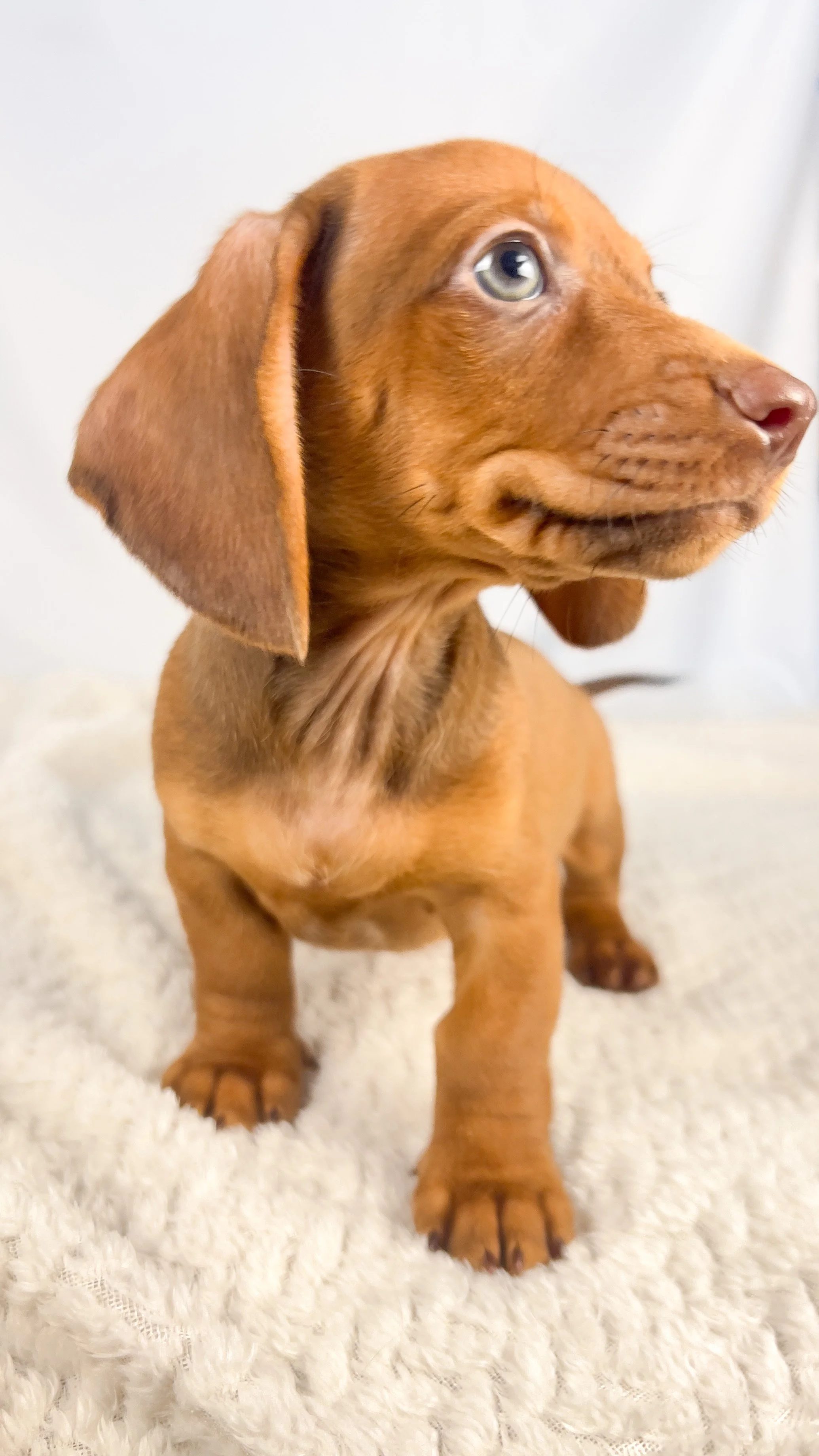 Thai tea (RESERVED, shorthaired boy)