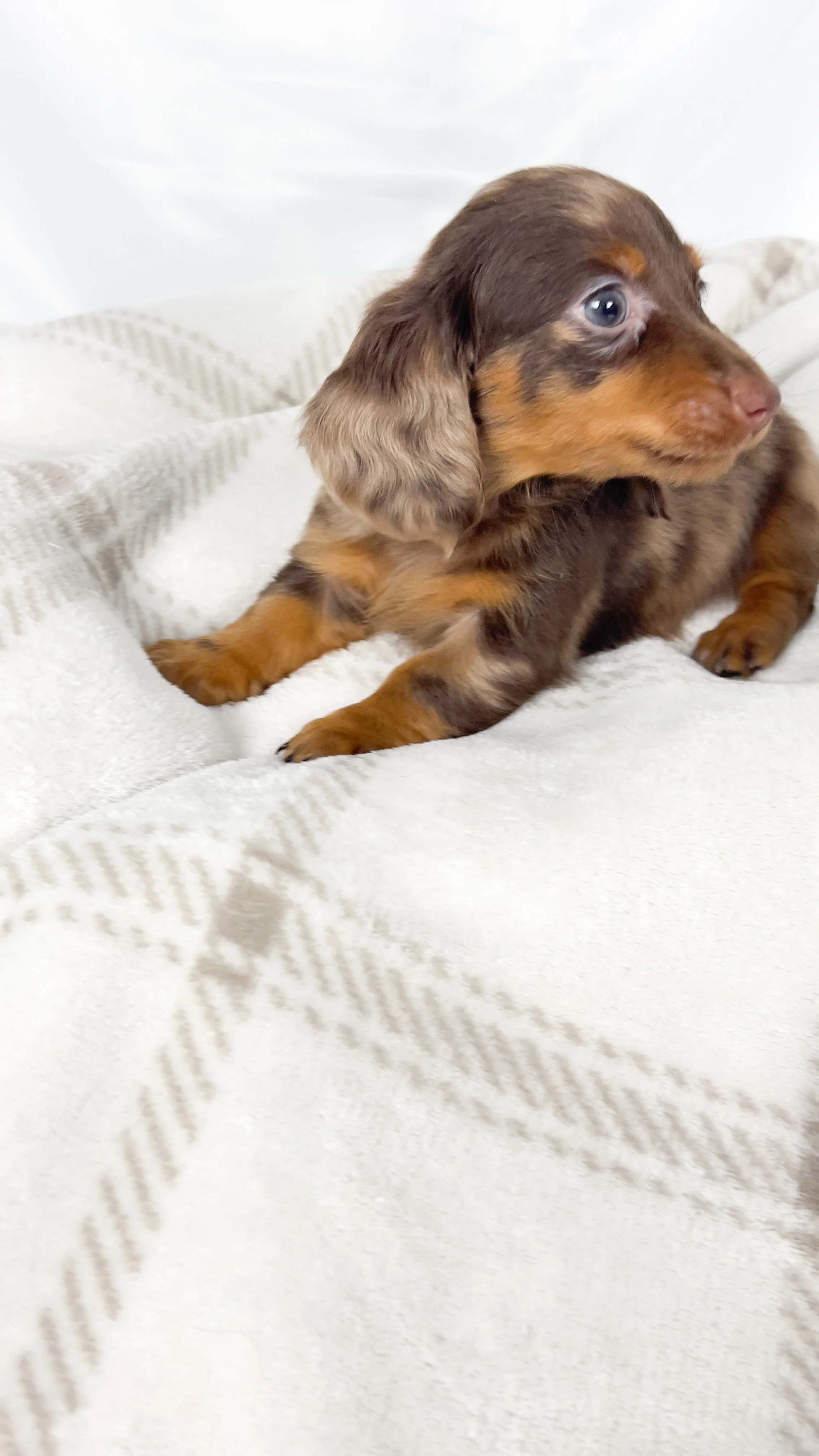 Matcha (RESERVED, longhaired girl)