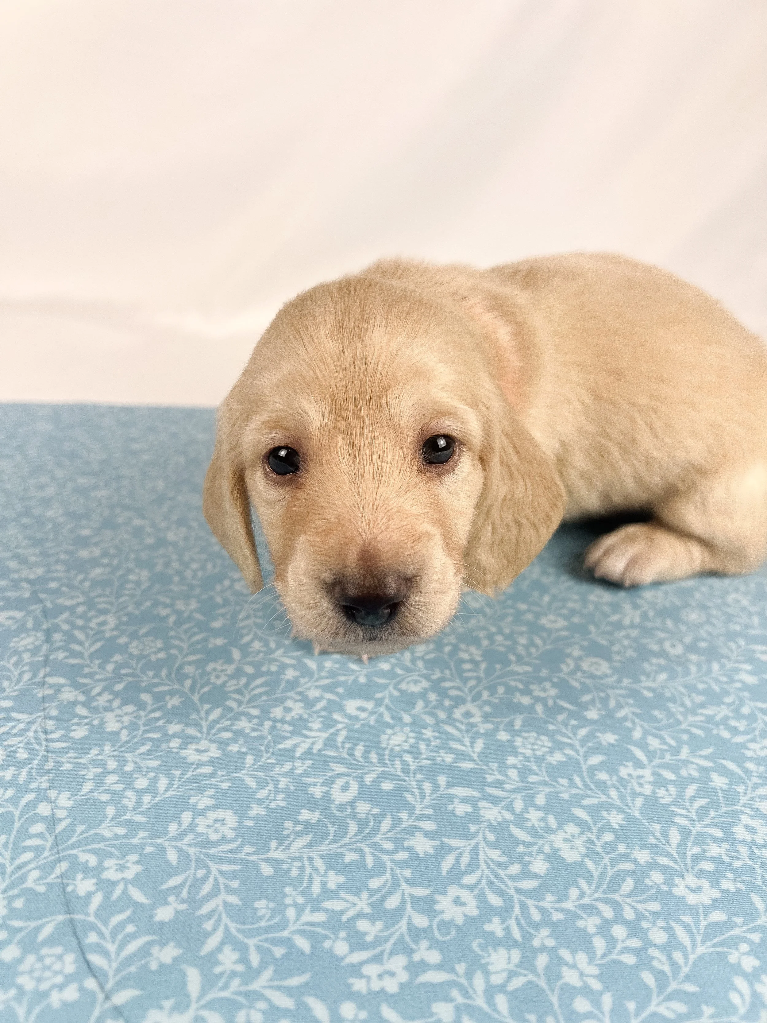 Cheddar aka Benson (RESERVED, longhaired boy)