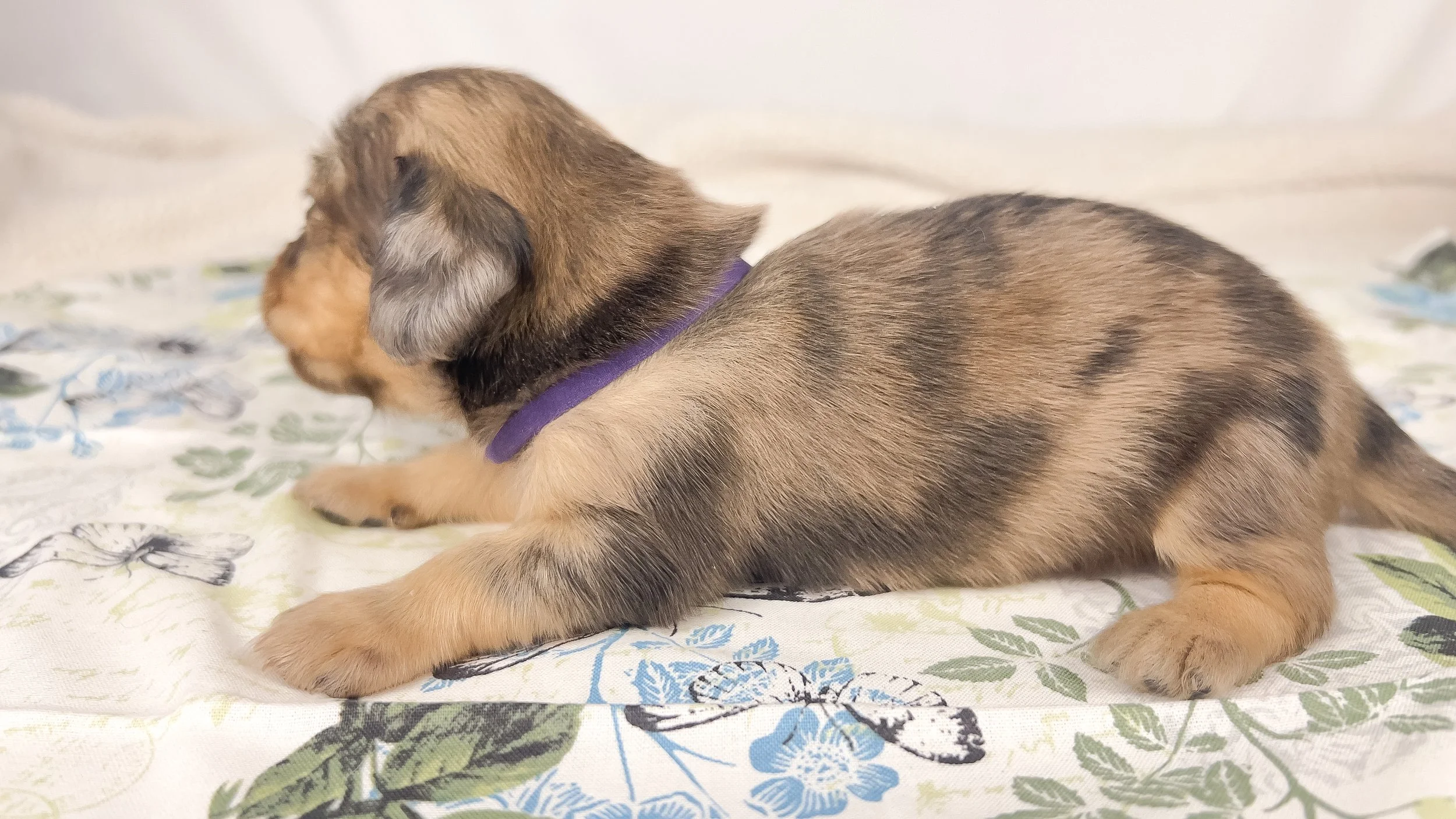 Chicken bake (RESERVED, longhaired boy)