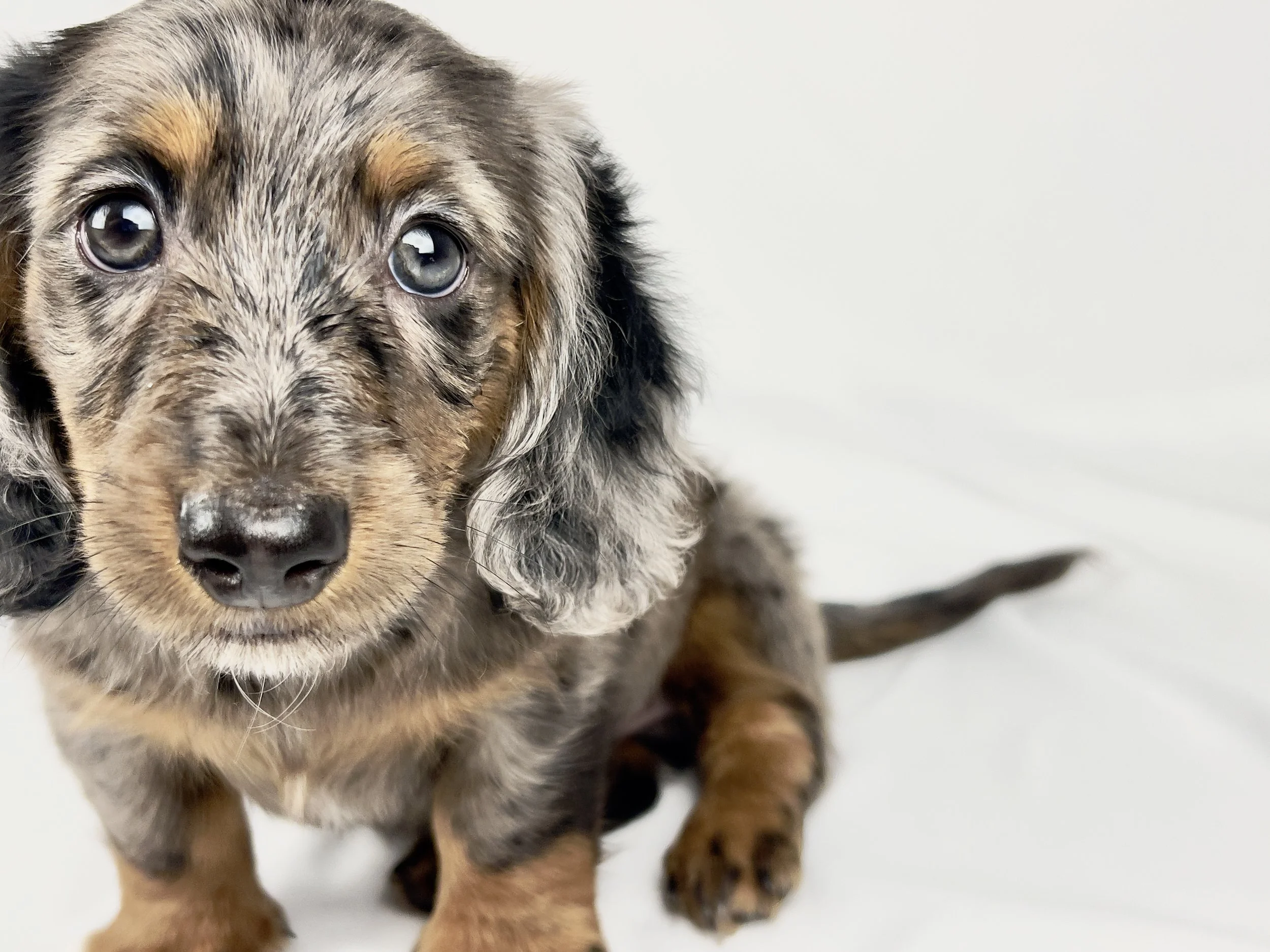 Cadbury aka Winston (RESERVED, longhaired boy)