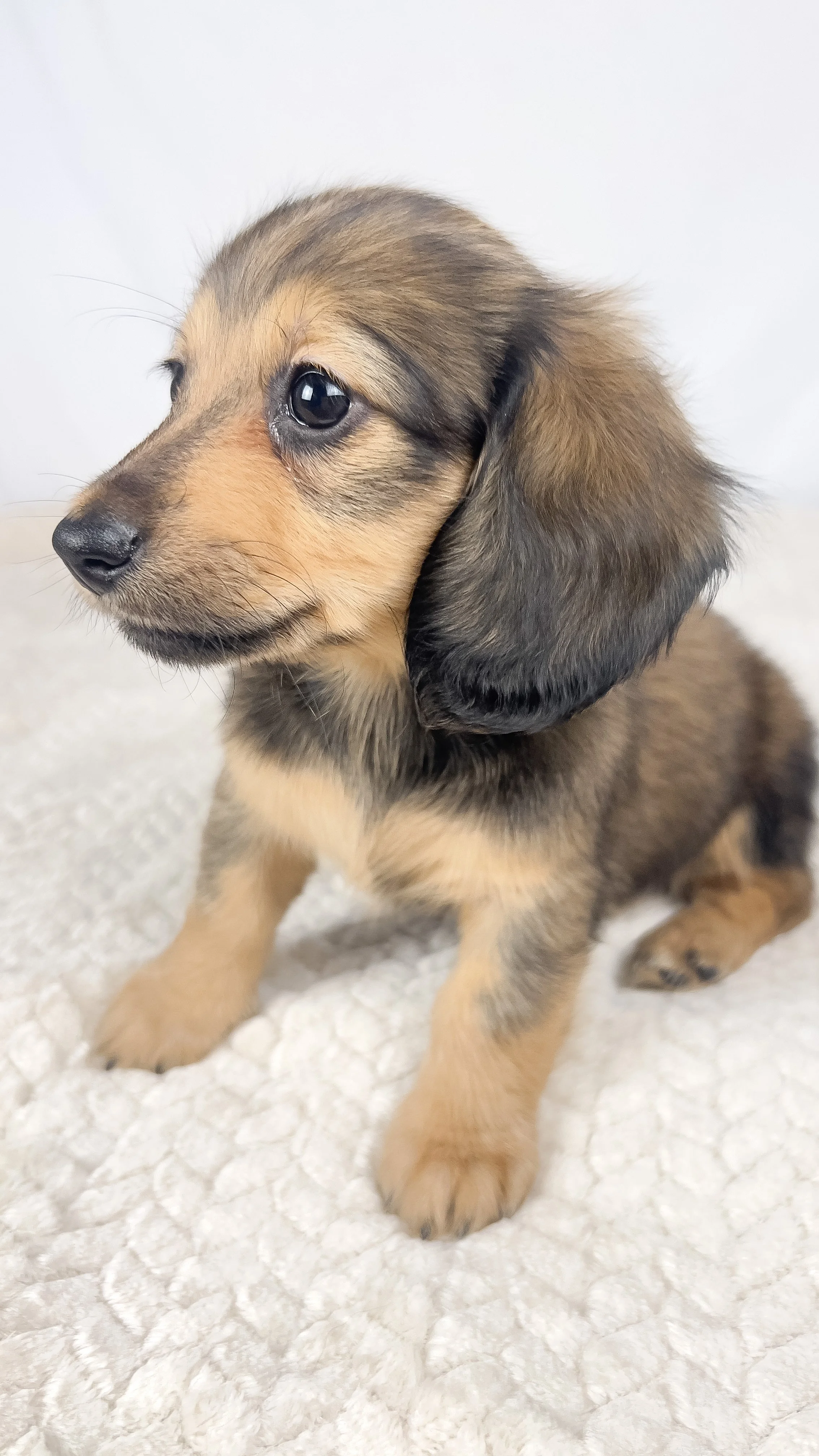 Whip cream (RESERVED, longhaired girl)