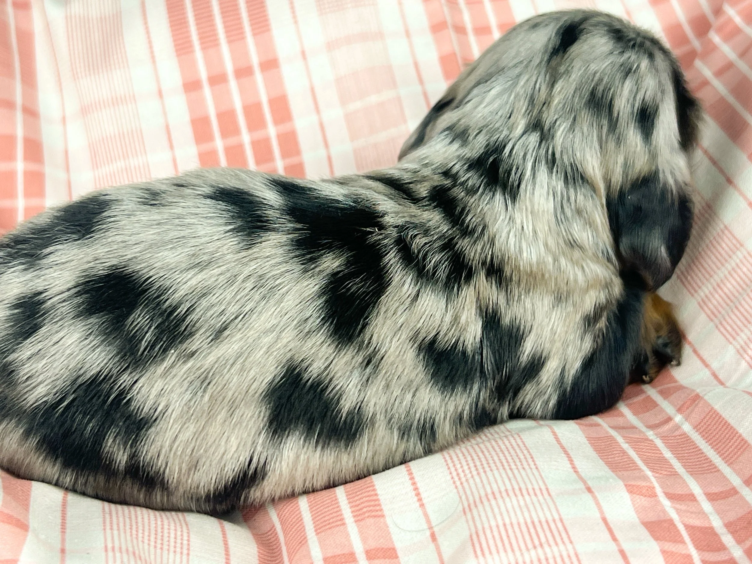 Egg aka Winnie (RESERVED, longhaired girl)