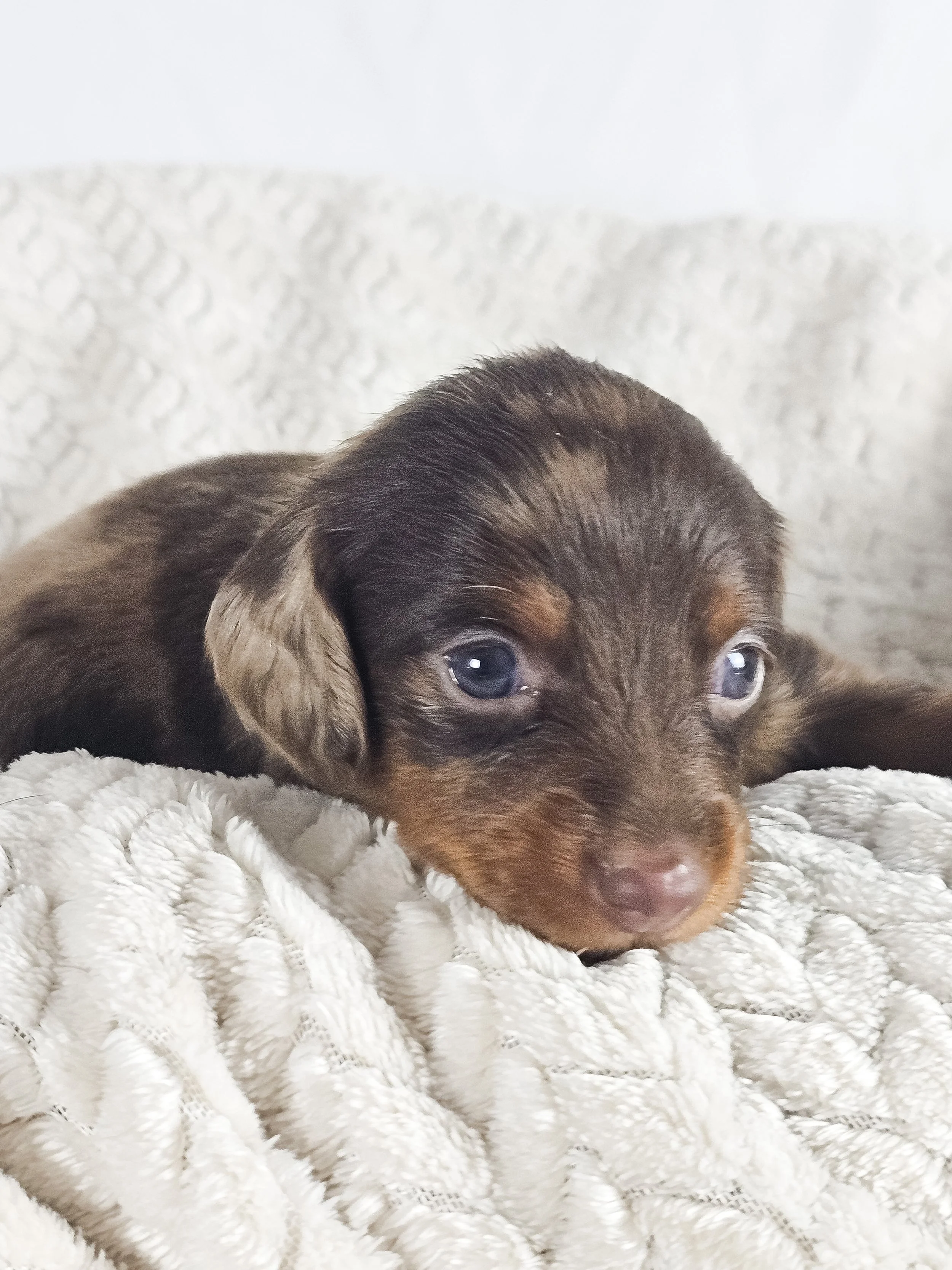 Matcha (RESERVED, longhaired girl)