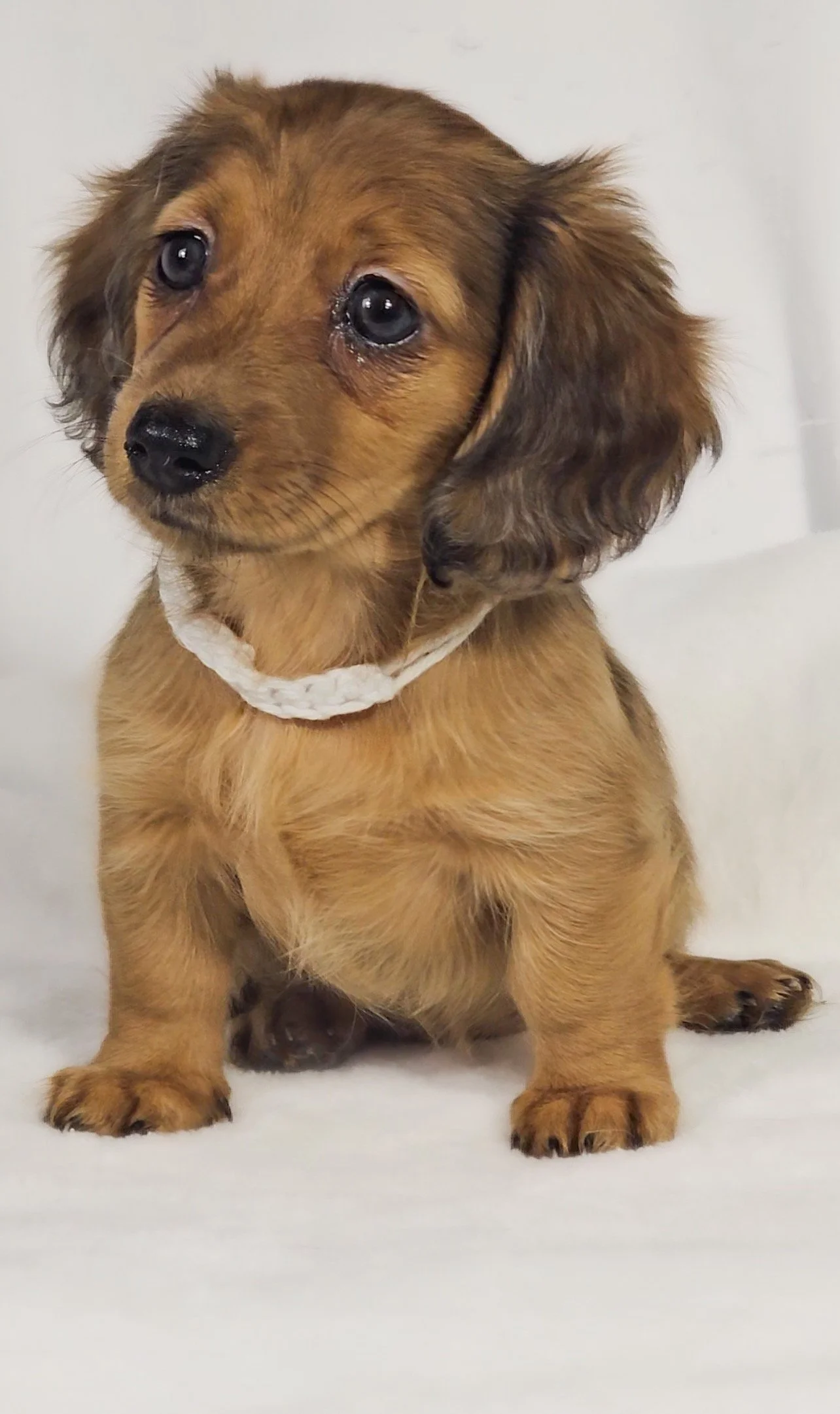 Sand aka Penelope (RESERVED, longhaired girl)