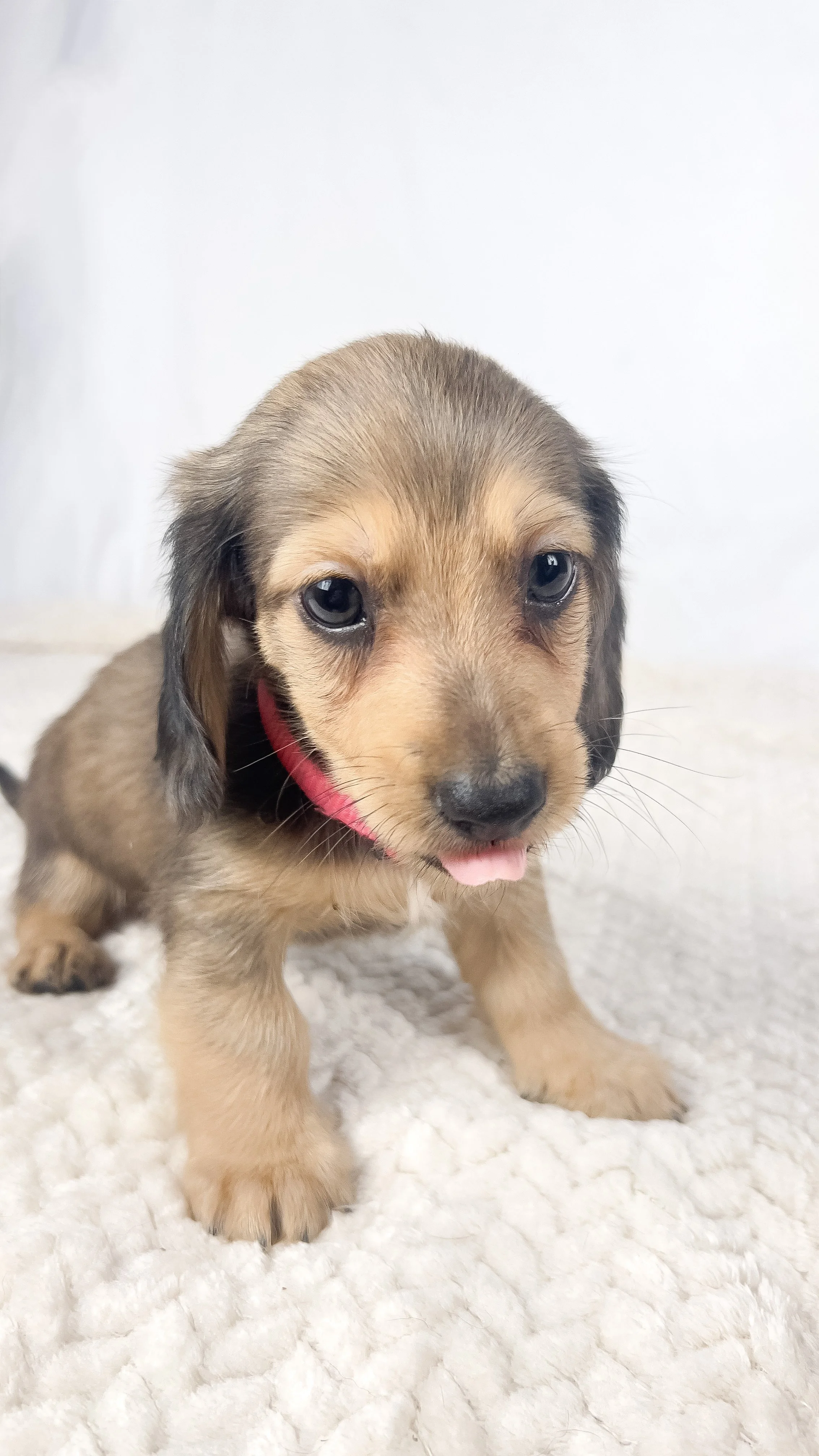 Cherry (RESERVED, longhaired boy)