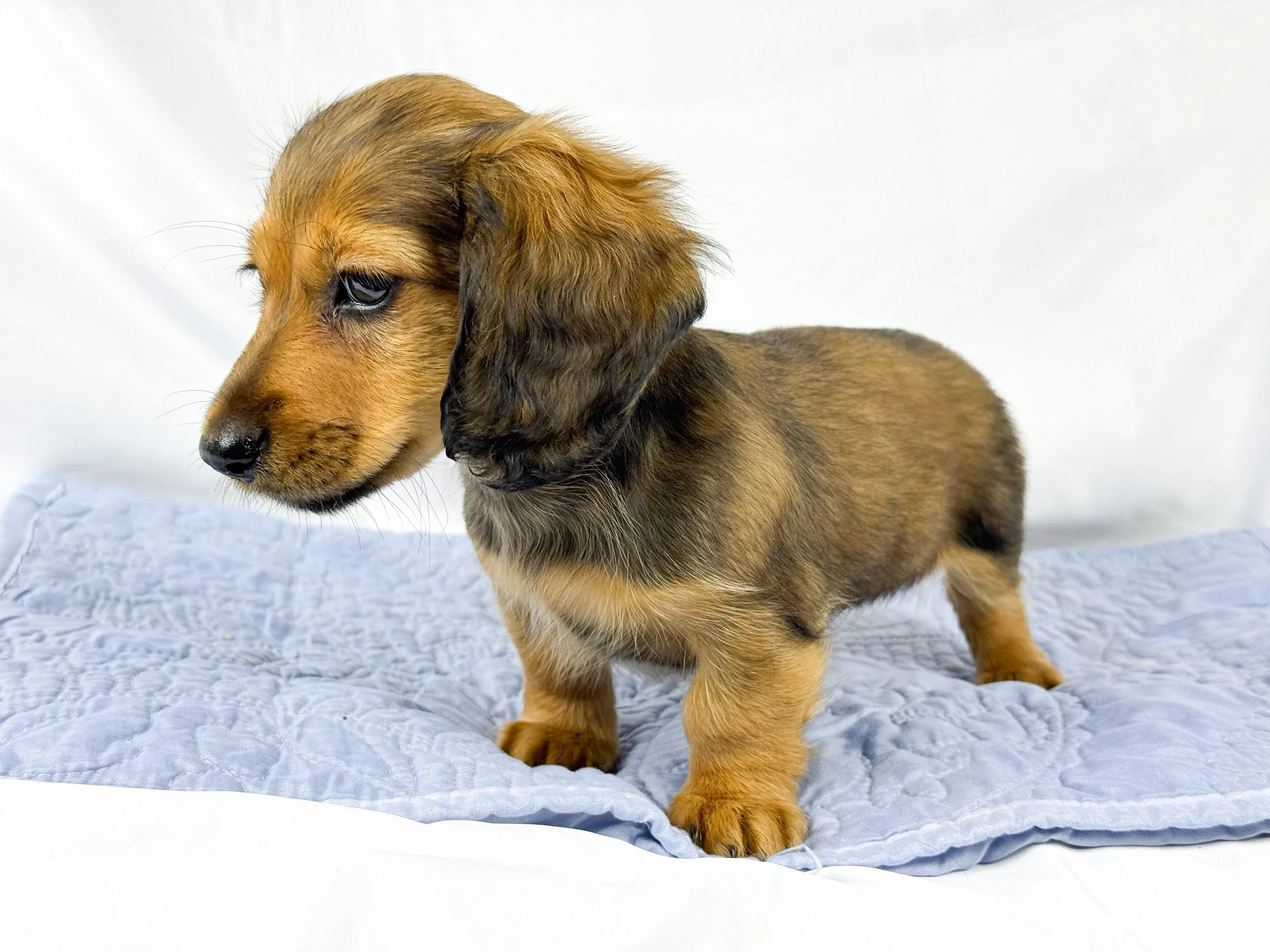 Wavy aka Tate (RESERVED, longhaired girl)