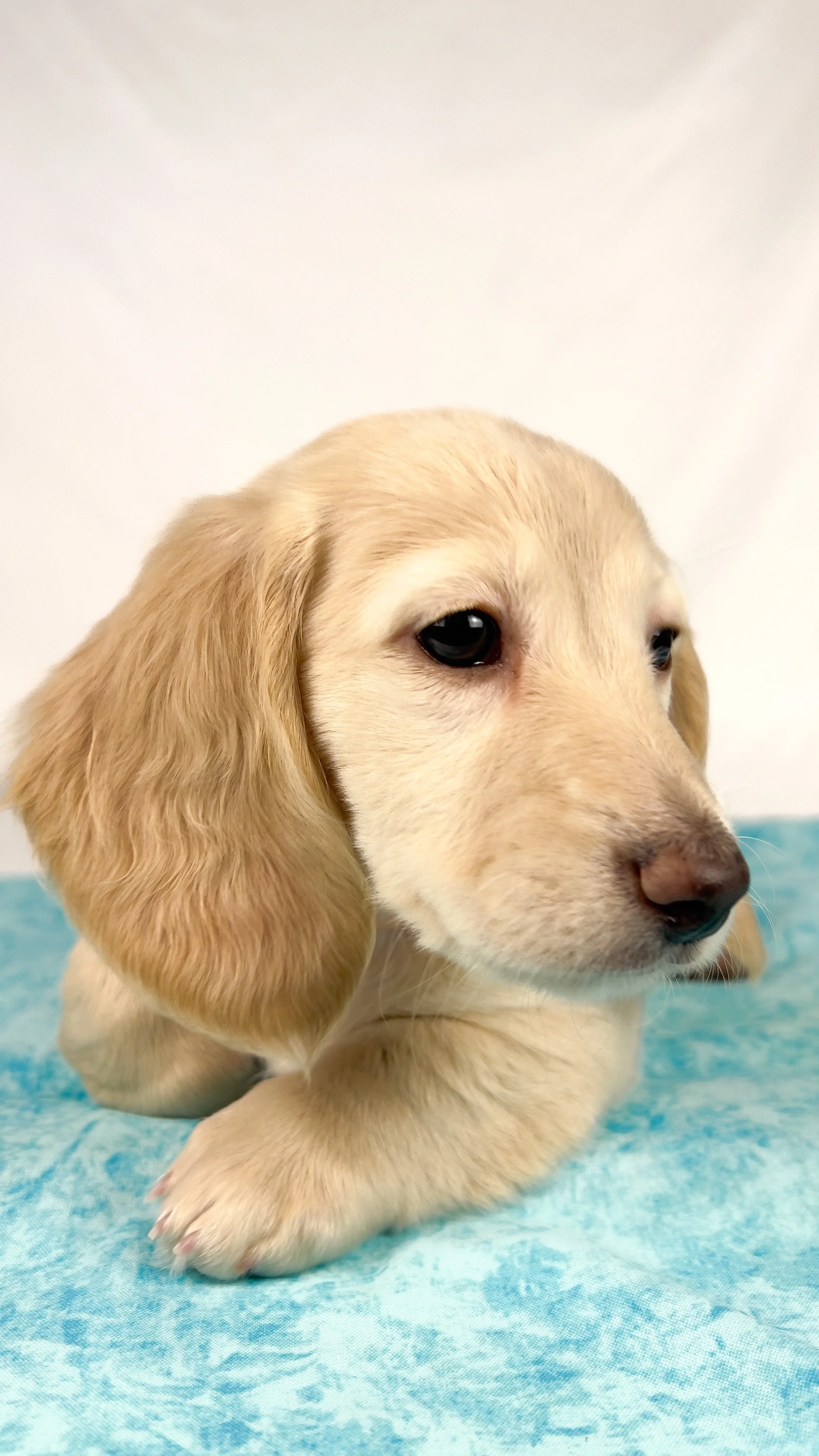 Swiss aka Willow (RESERVED, longhaired girl)