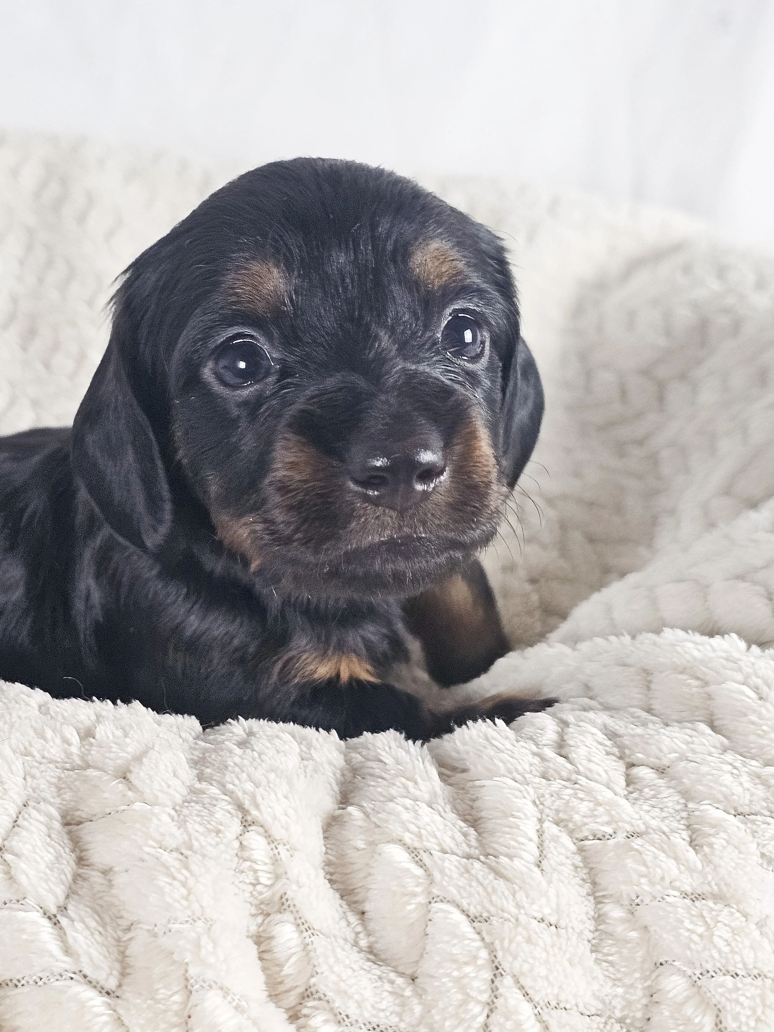 Brown sugar (longhaired boy, $2000 with a $500 deposit towards total)