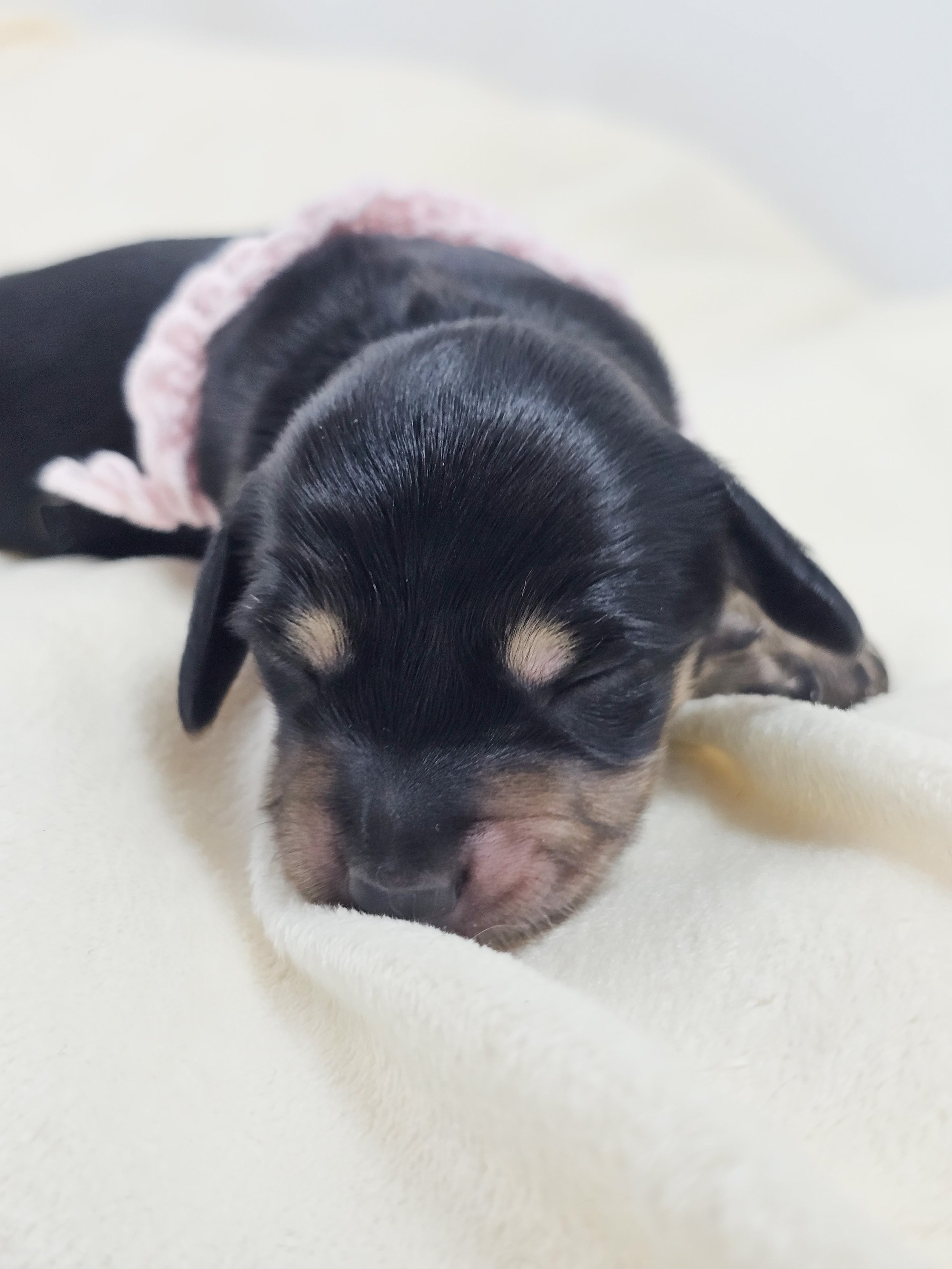 Bun (longhaired girl, $3300 with a $500 deposit towards total)