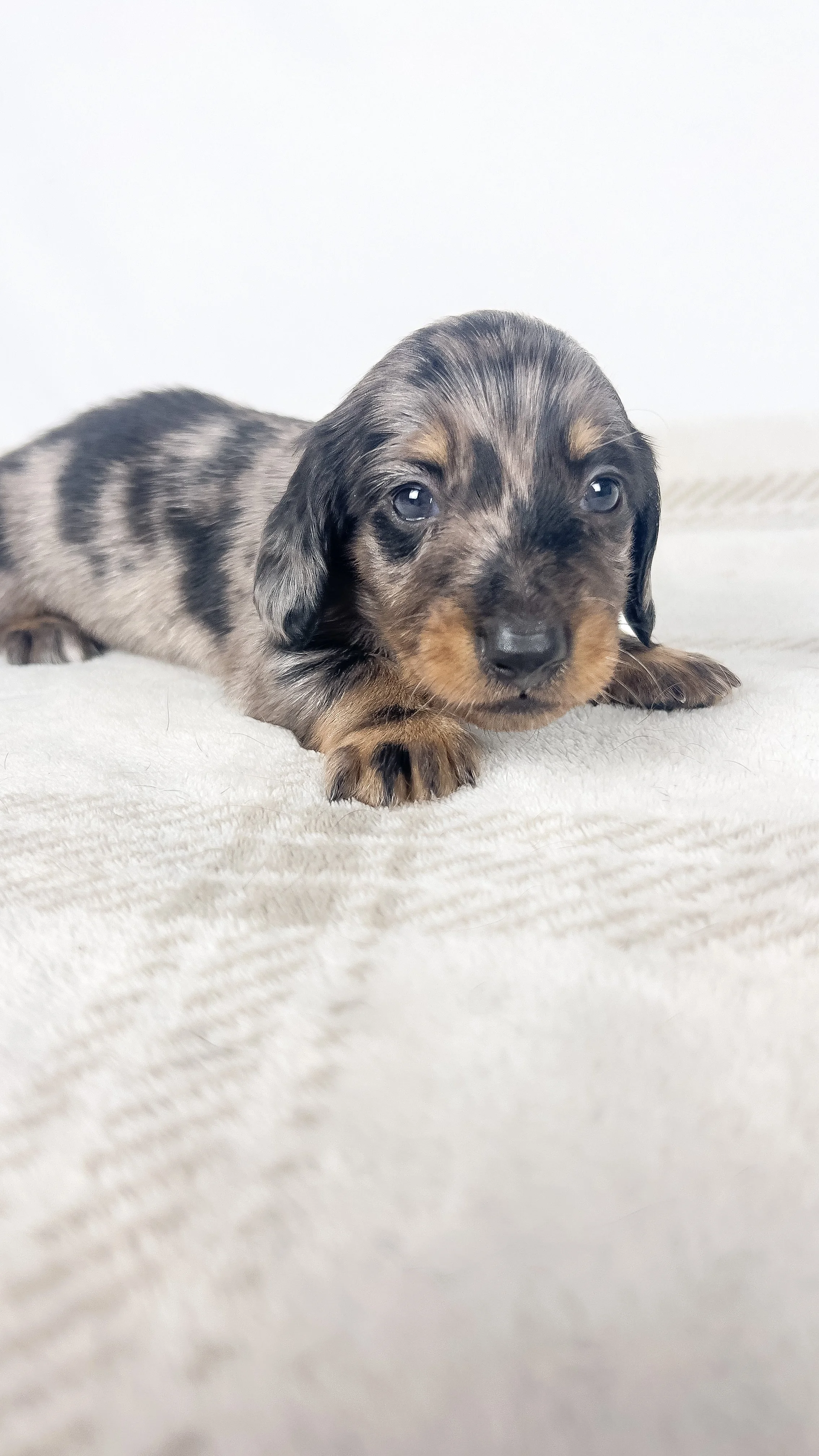Strawberry aka Tank (RESERVED, longhaired boy)