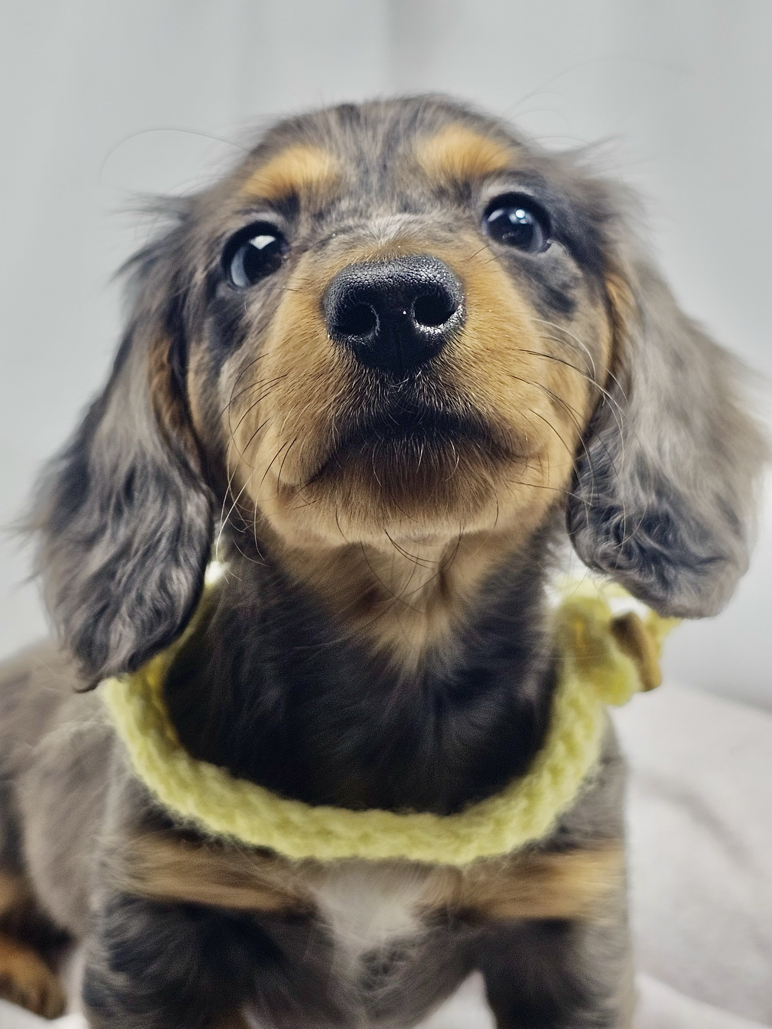 Peeps aka Canela (RESERVED, longhaired girl)