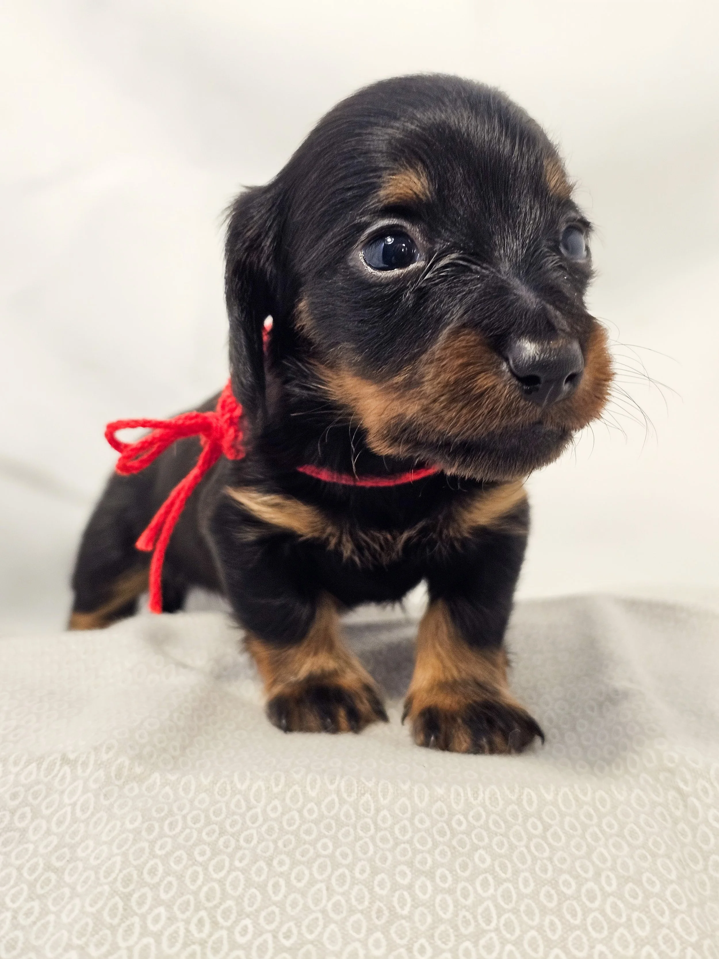 Jelly (longhaired girl, $4000 with a $500 deposit towards the total)