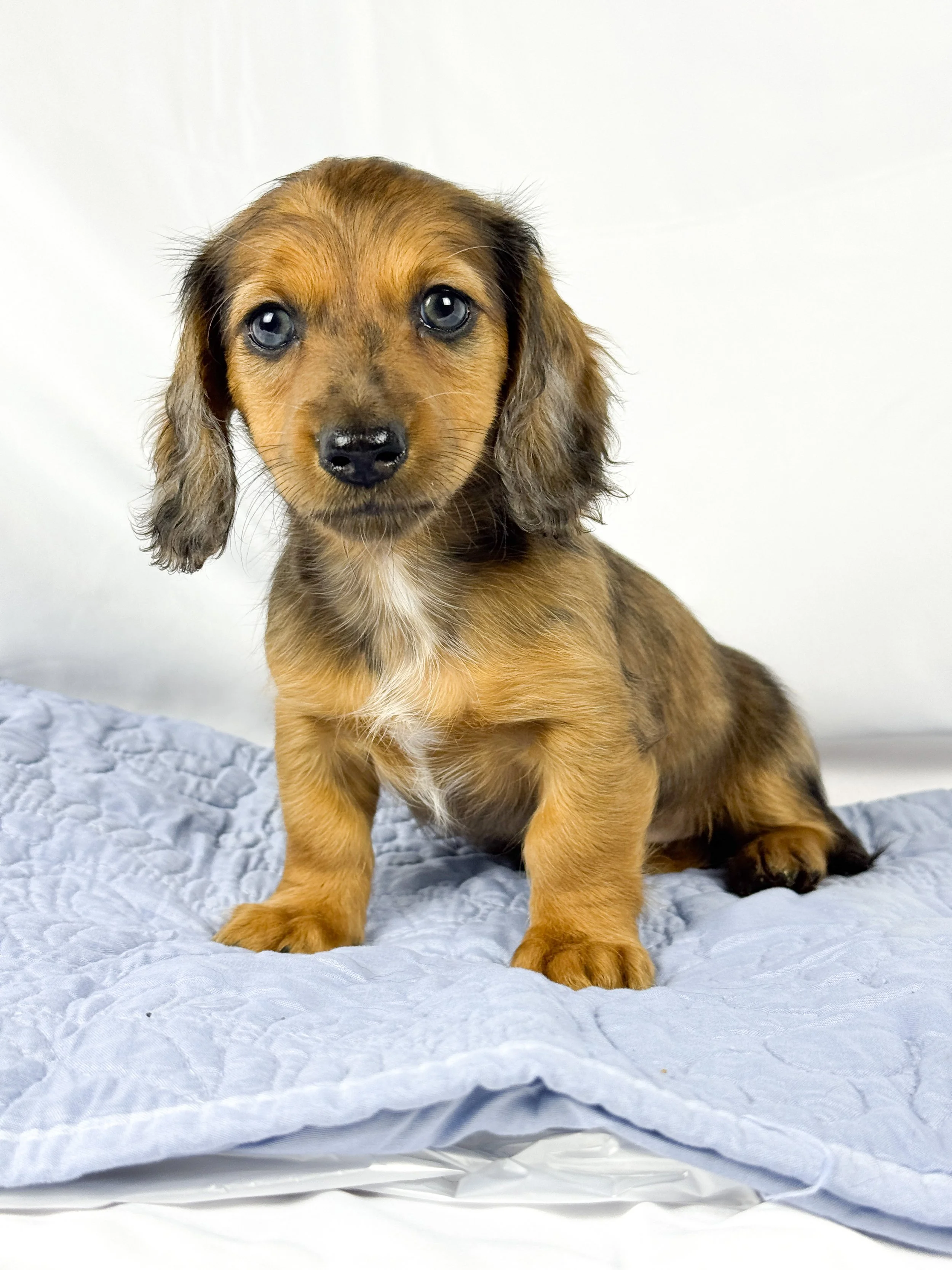BBQ aka Millie (RESERVED, longhaired girl)