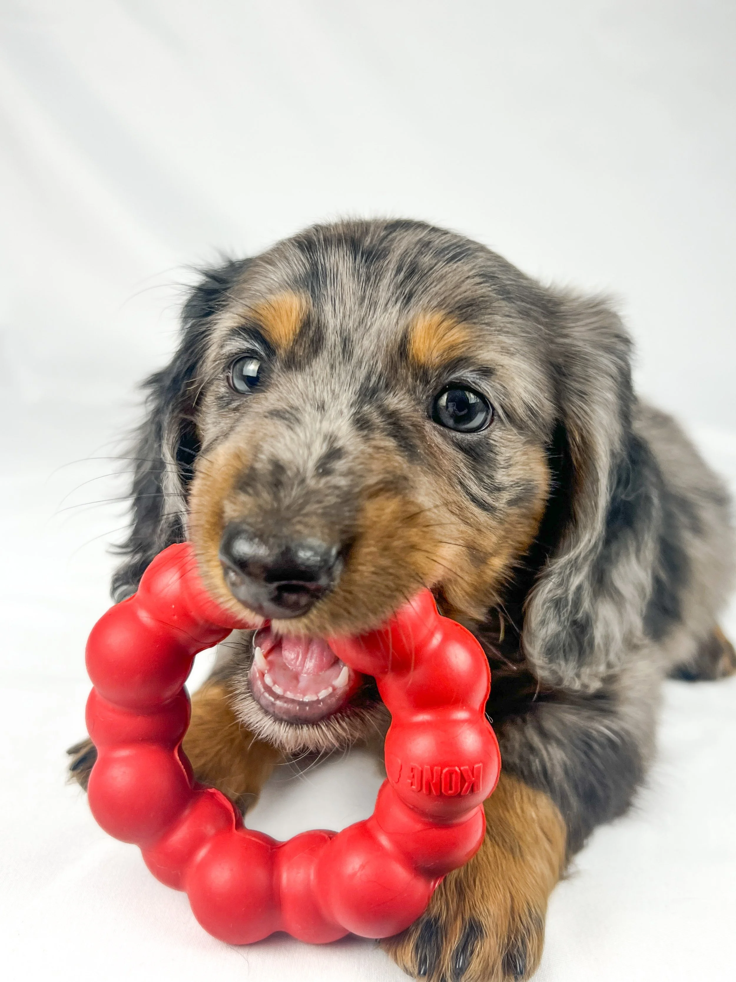Cadbury aka Winston (RESERVED, longhaired boy)