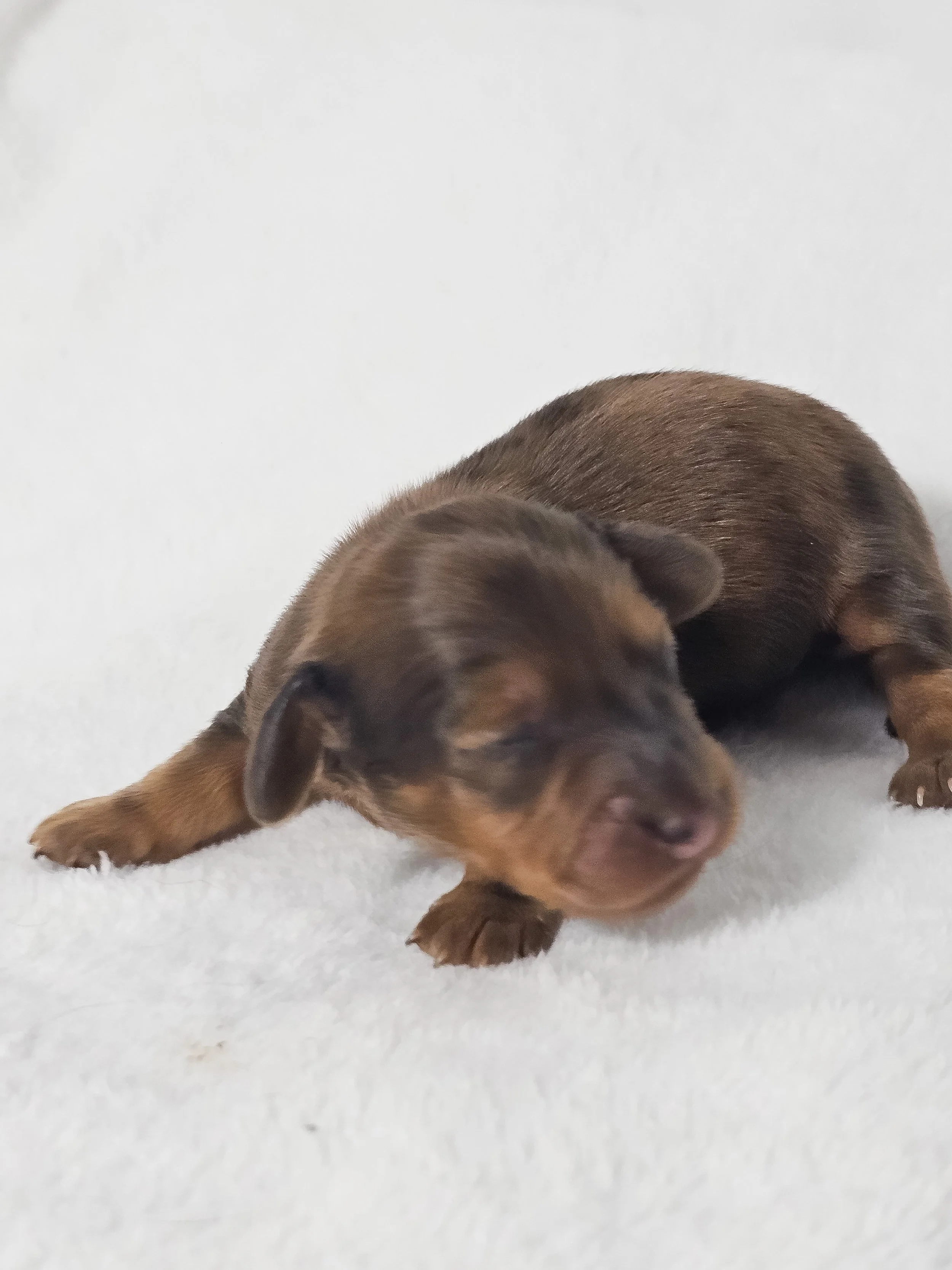 Plum (longhaired boy, $3000 with a $500 deposit towards total)