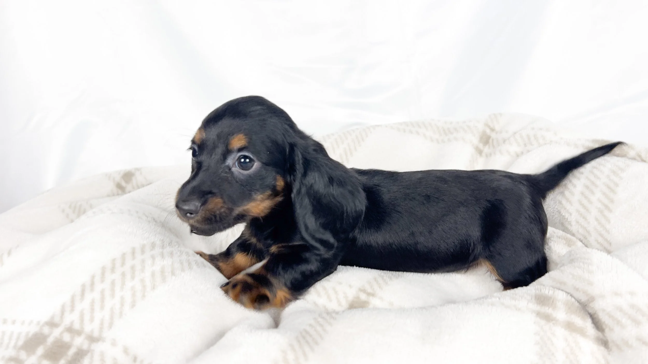 Brown sugar (RESERVED, longhaired boy)
