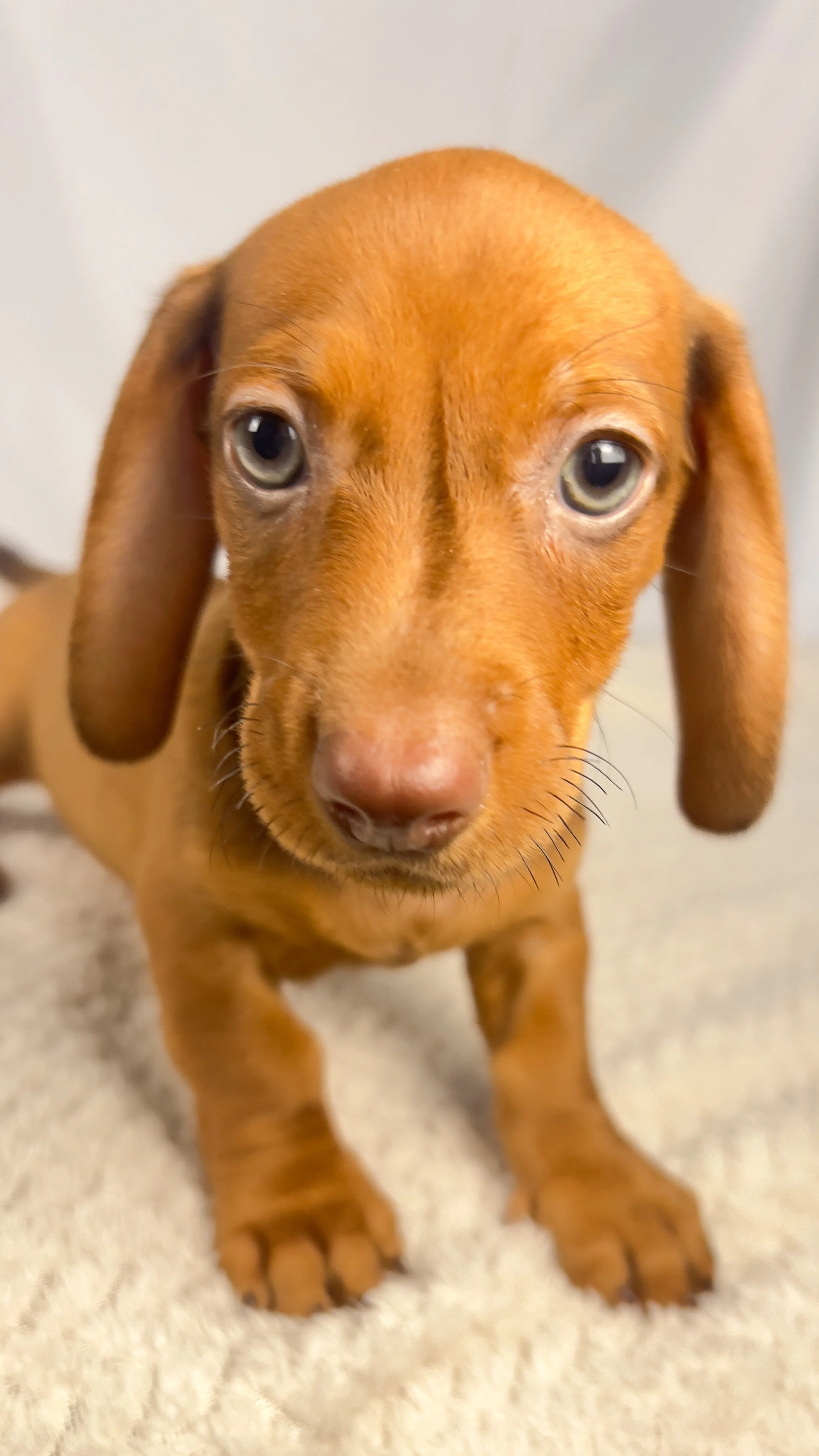 Thai tea (RESERVED, shorthaired boy)