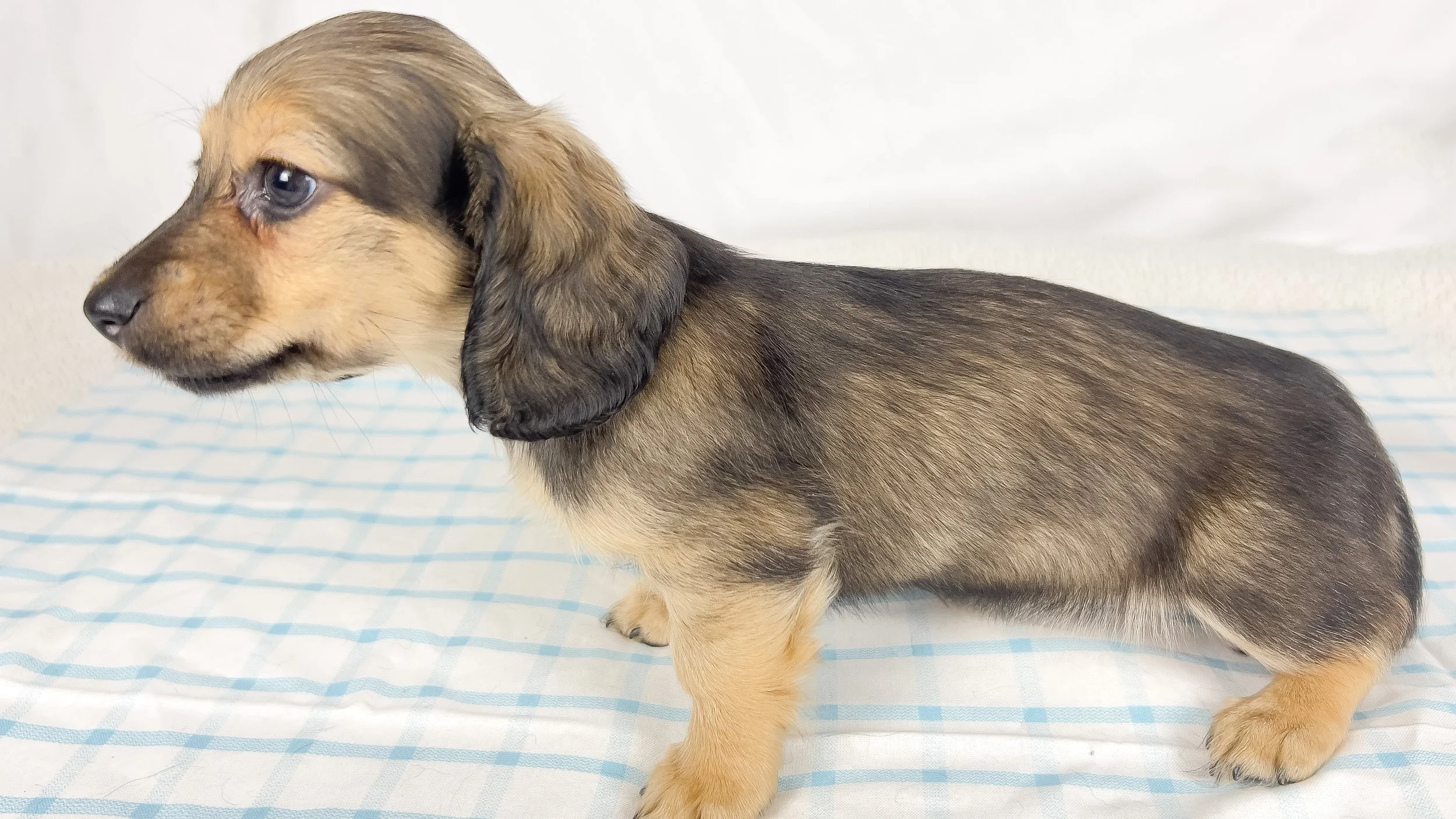 Slice (RESERVED, longhaired boy)