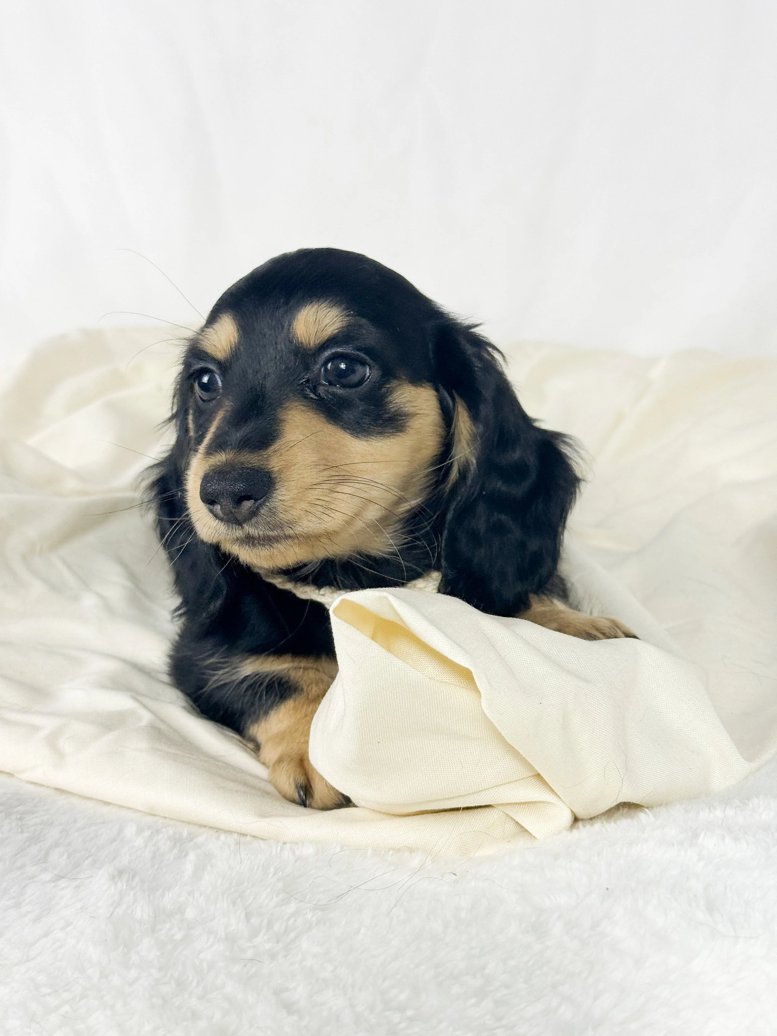Salted Caramel Cream aka Ofi (RESERVED, longhaired girl)