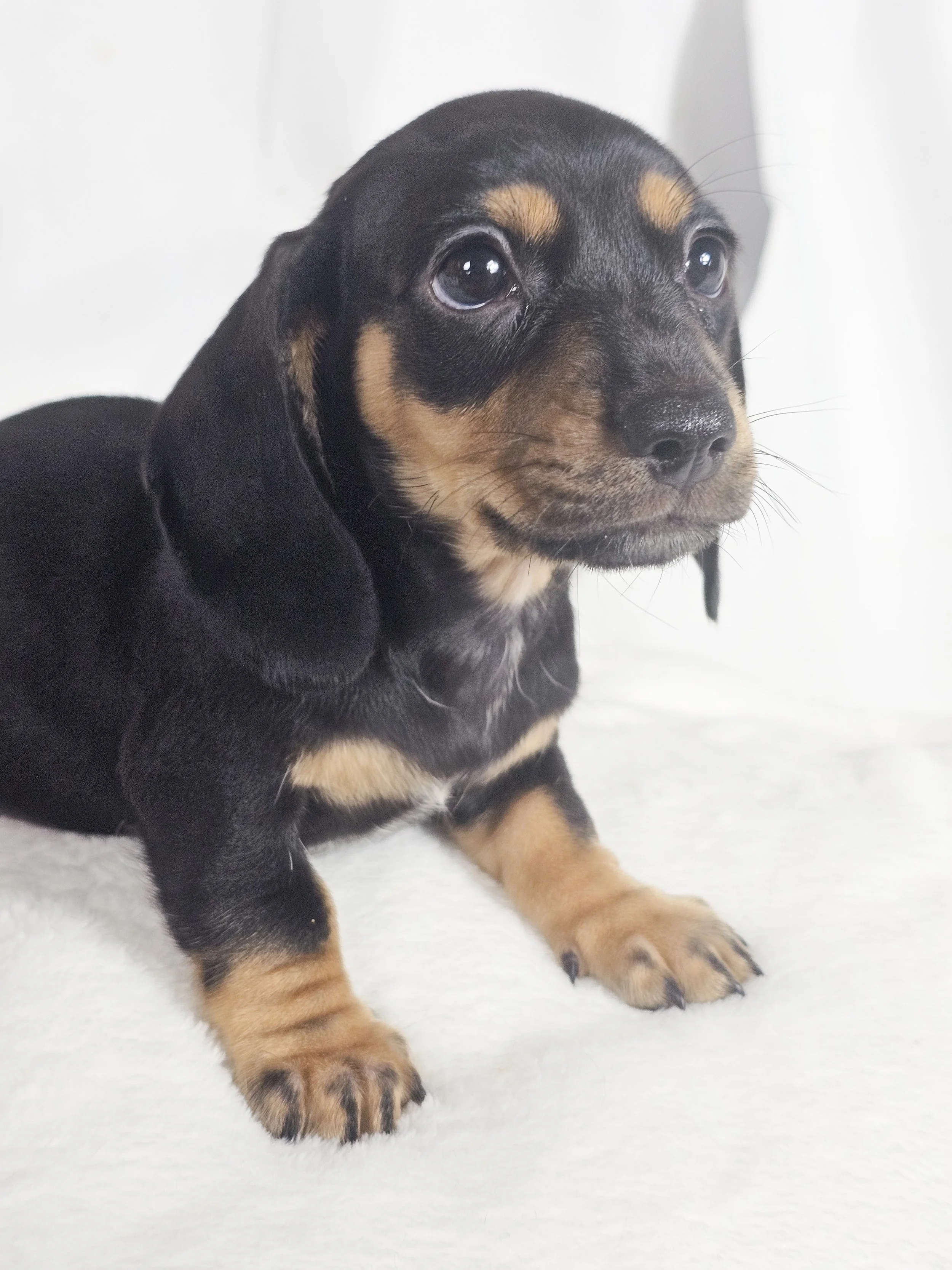 Flamin hot (RESERVED, shorthaired boy)