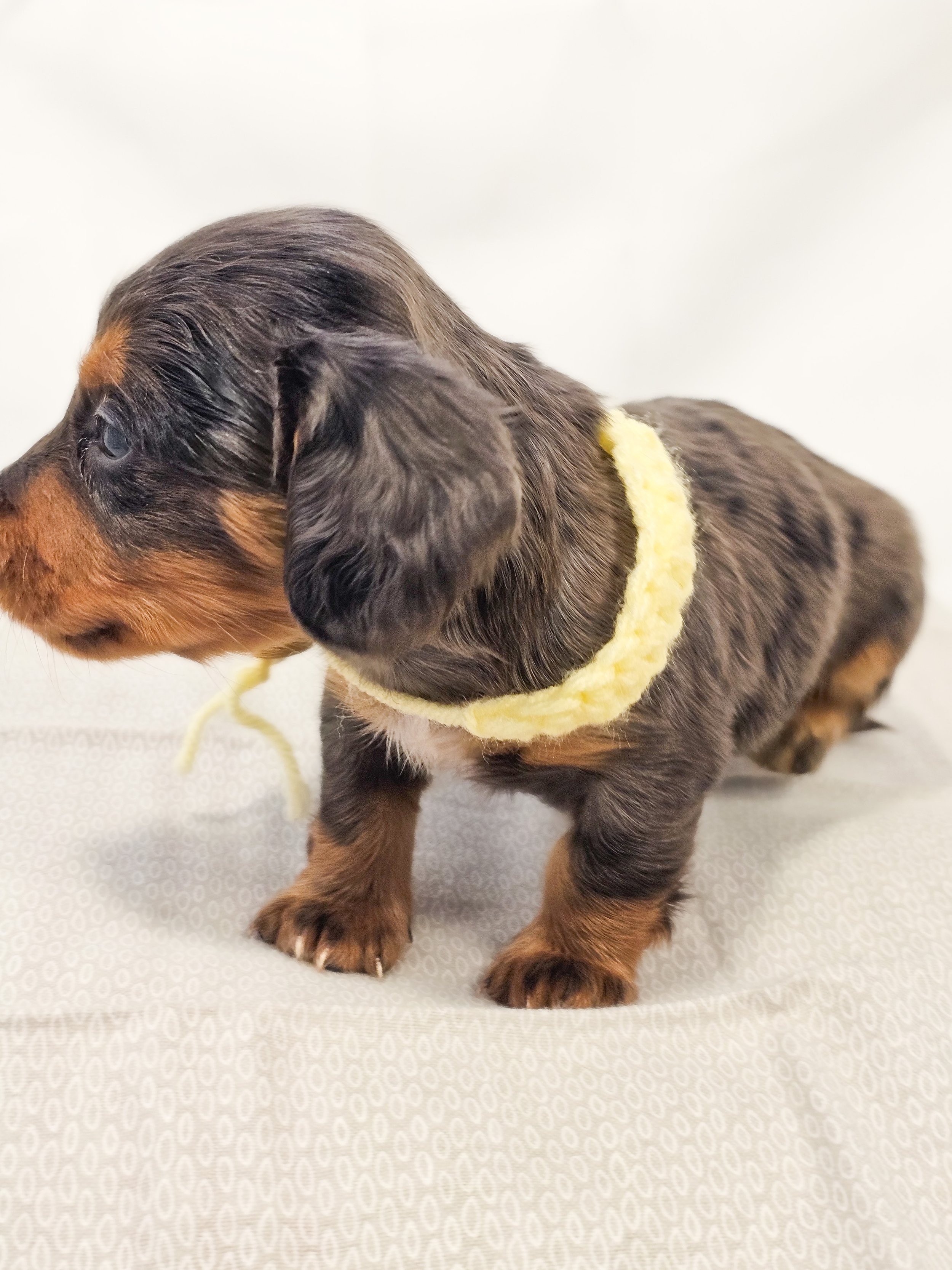 Peeps (RESERVED, longhaired girl)