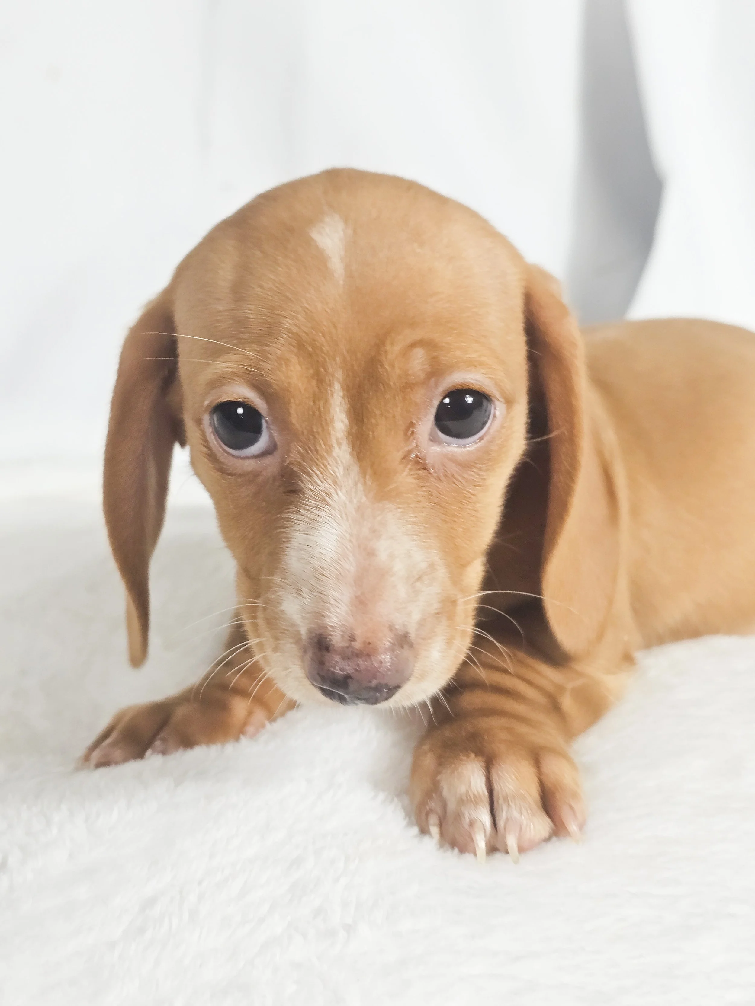 Spicy Jalapeño (RESERVED, shorthaired girl)