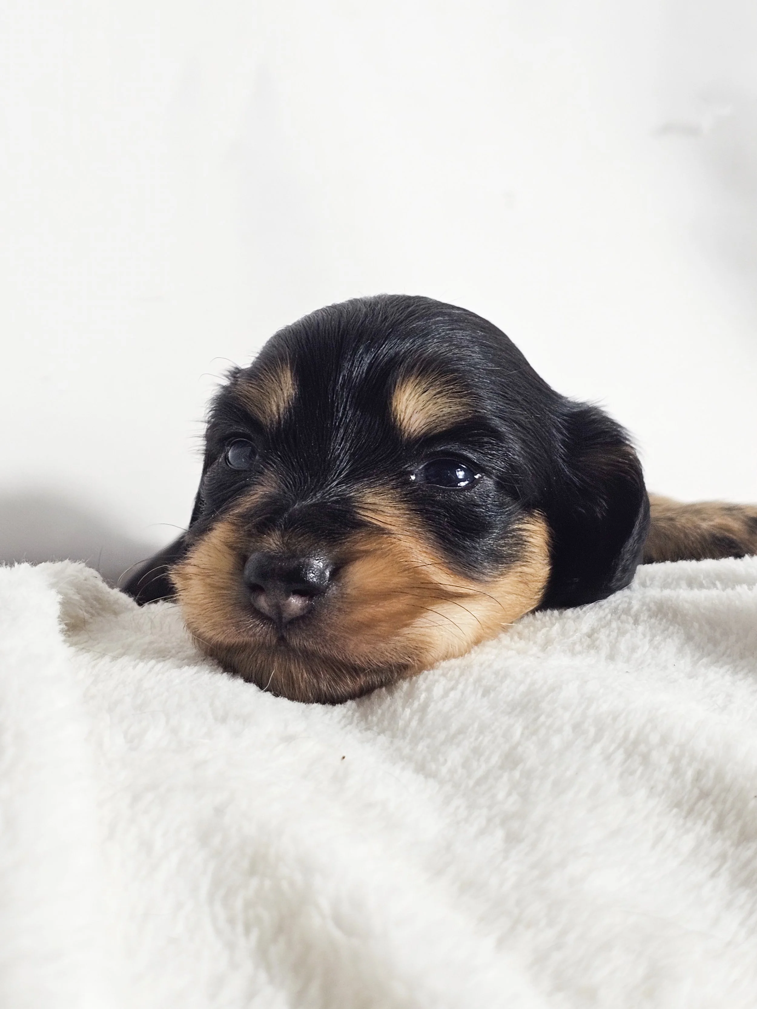 Salted Caramel Cream (longhaired girl, $3000 with a $500 deposit towards total)