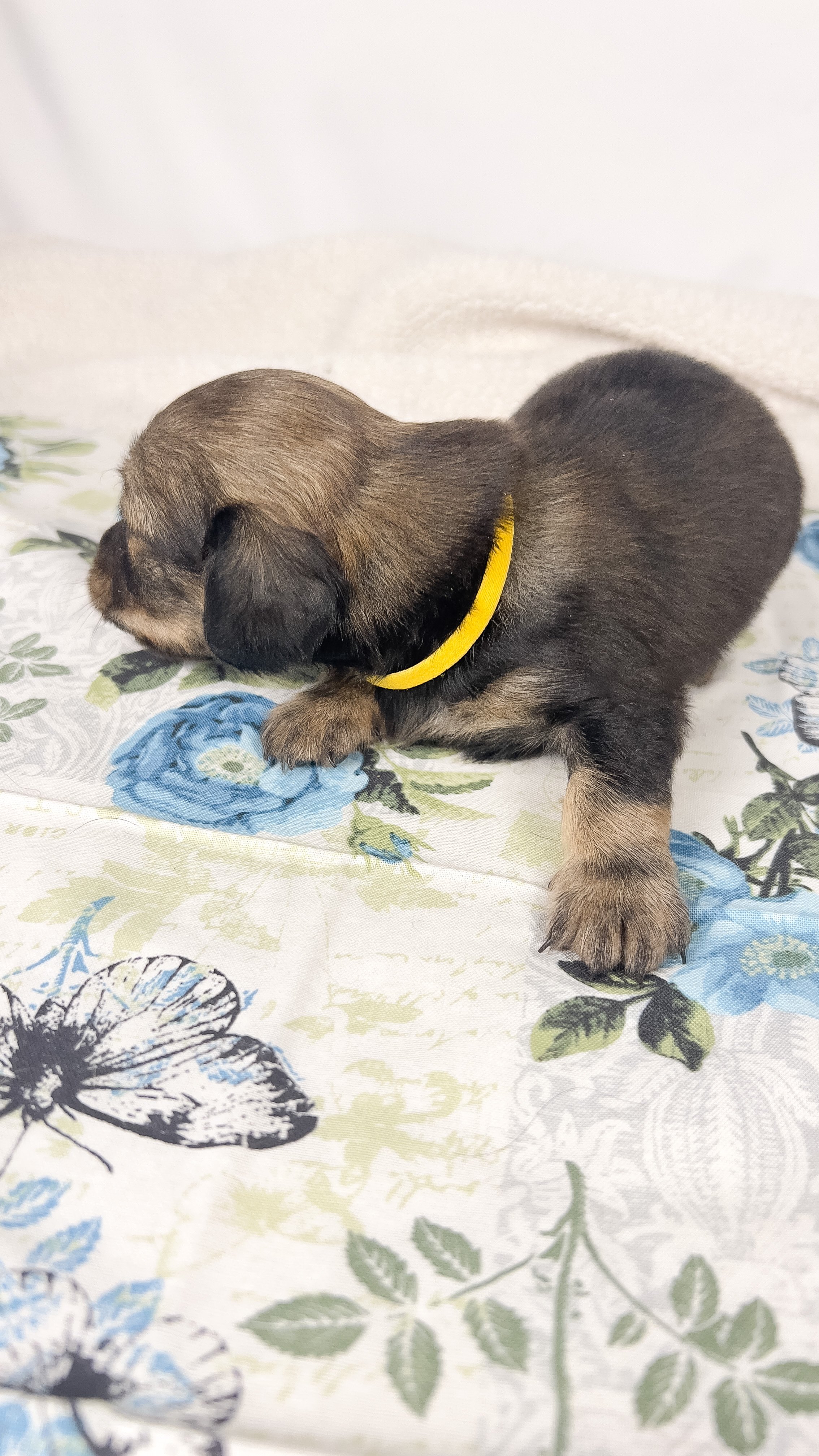Sundae (longhaired girl, $3000 with a $500 deposit towards total)