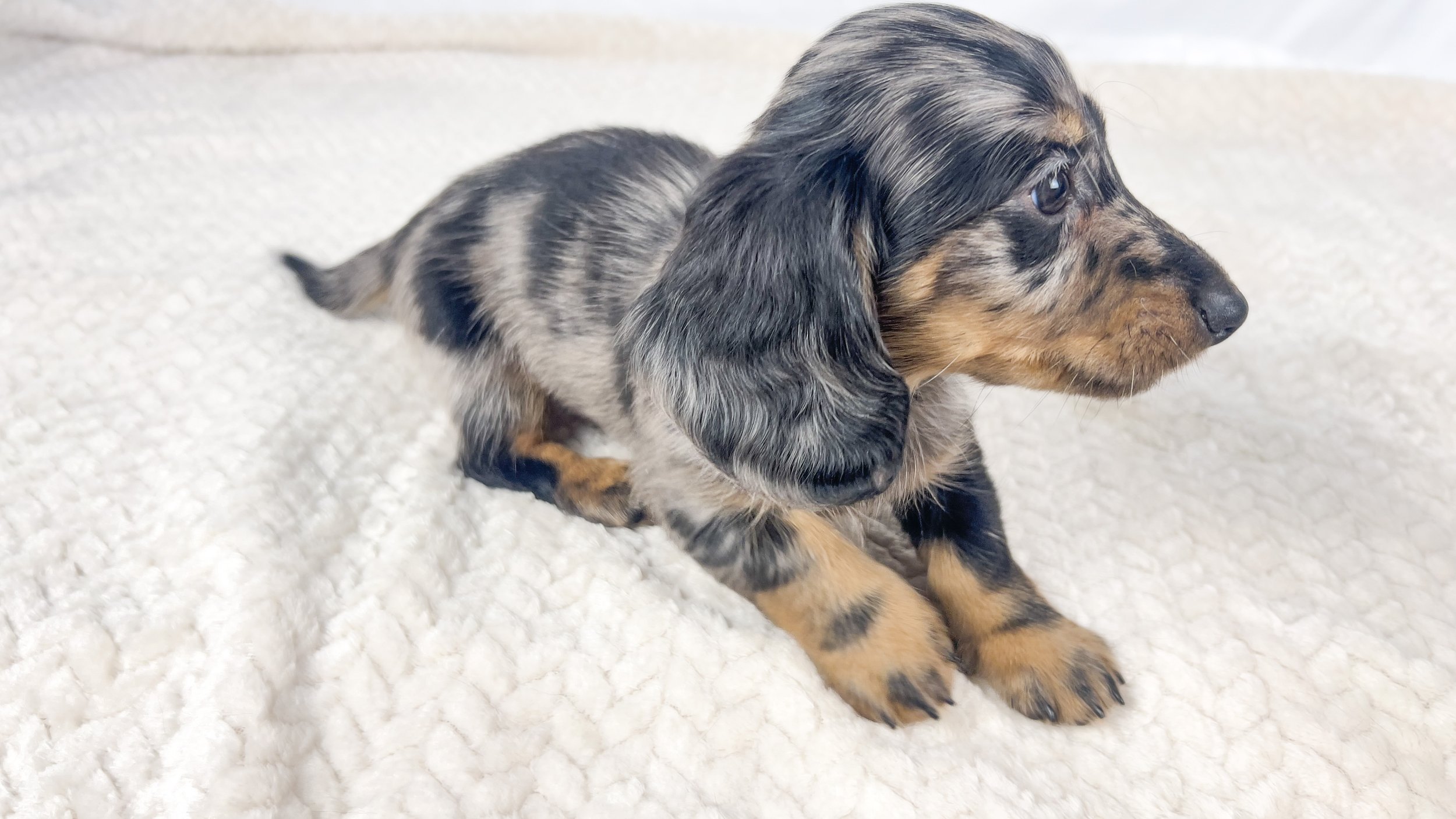 Strawberry aka Tank (RESERVED, longhaired boy)