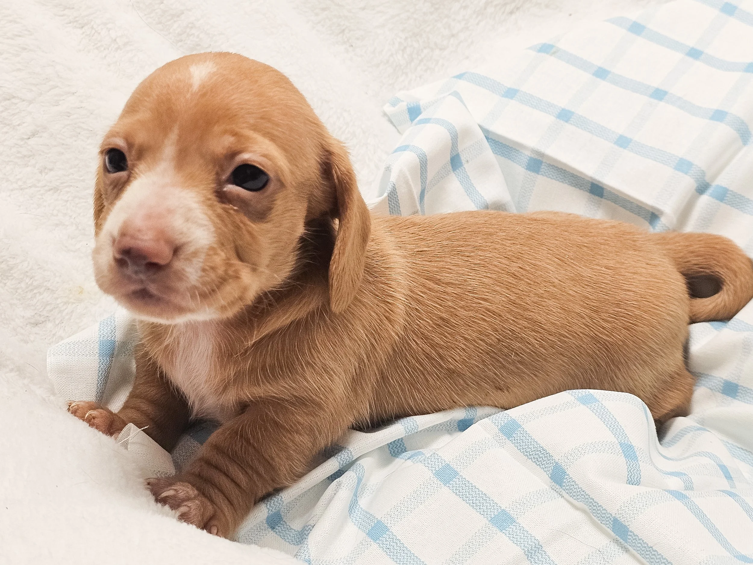 Spicy Jalapeño (shorthaired girl, $2000 with a $500 deposit towards total)