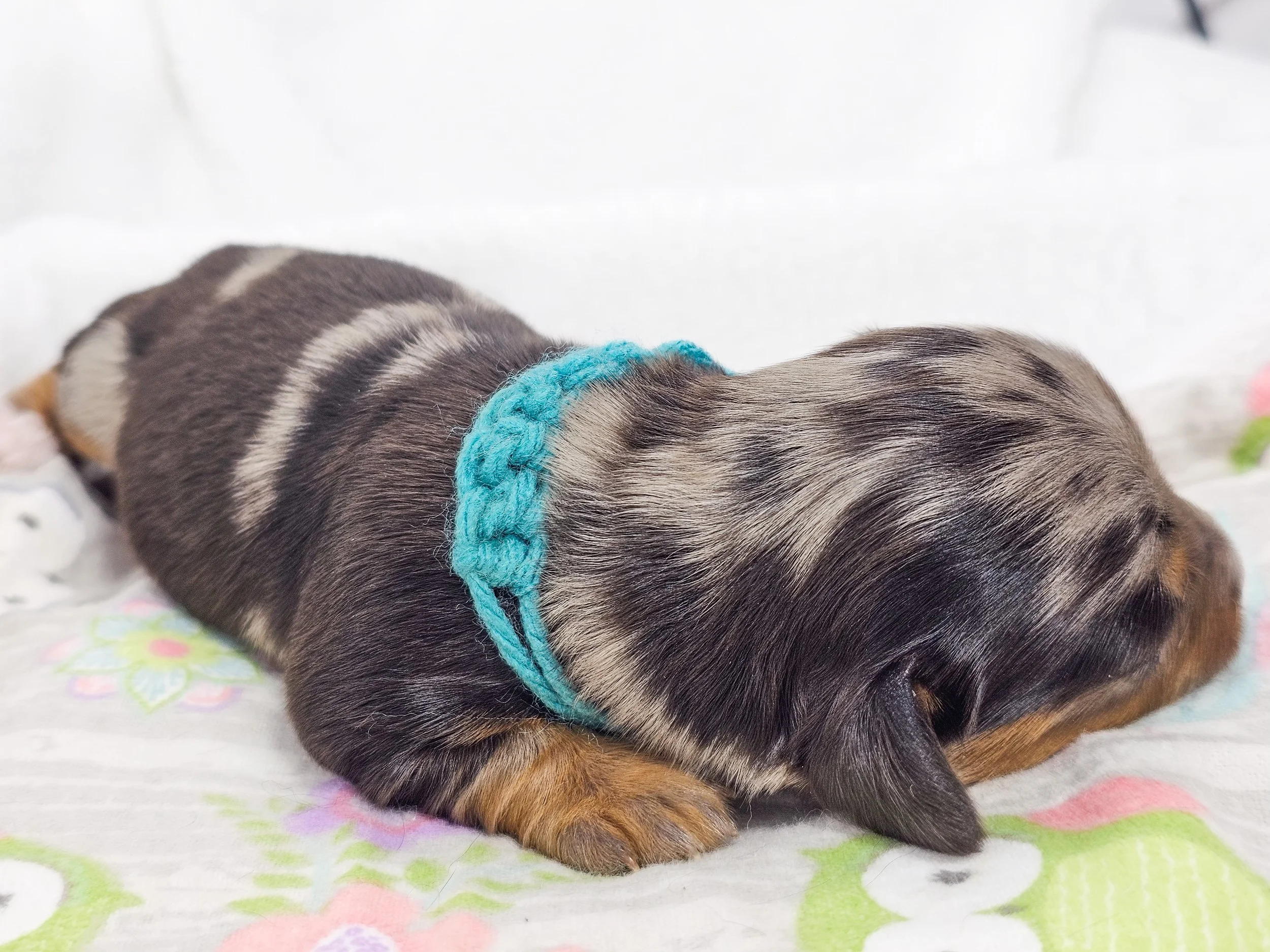 Tulip (RESERVED, longhaired girl)