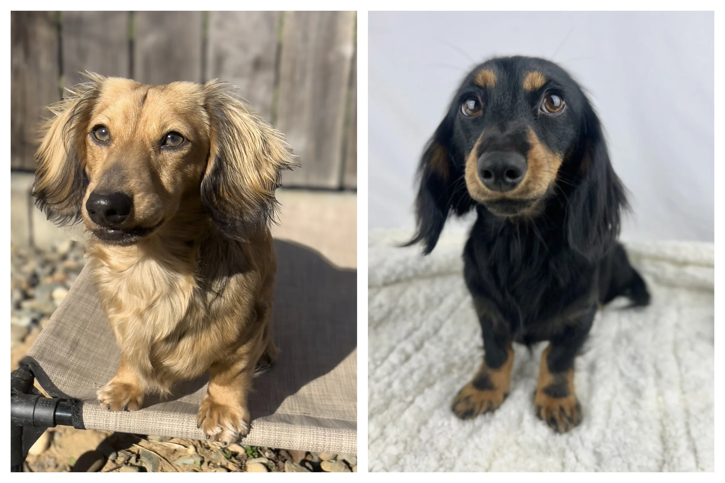 Side-by-side photos of two long-haired dachshund puppies with brown and black fur, both sitting on carpeted floors indoors.