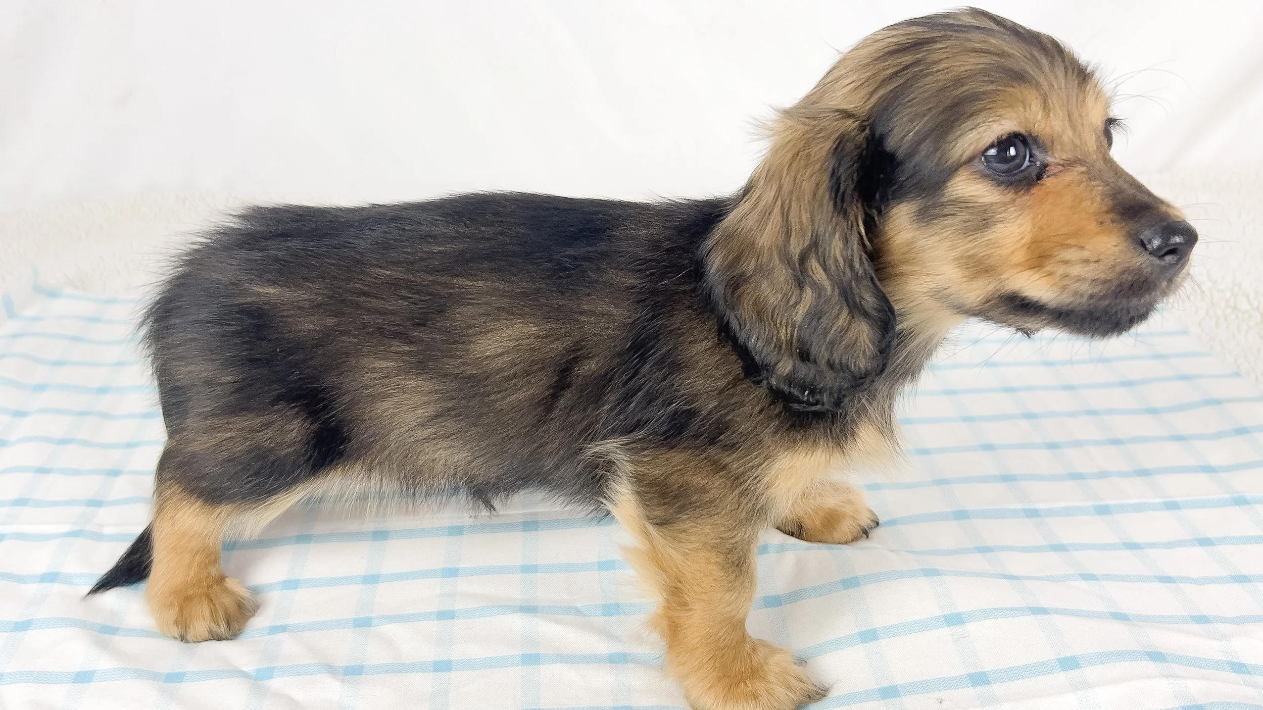 Coca-cola aka Walter (RESERVED, longhaired boy)