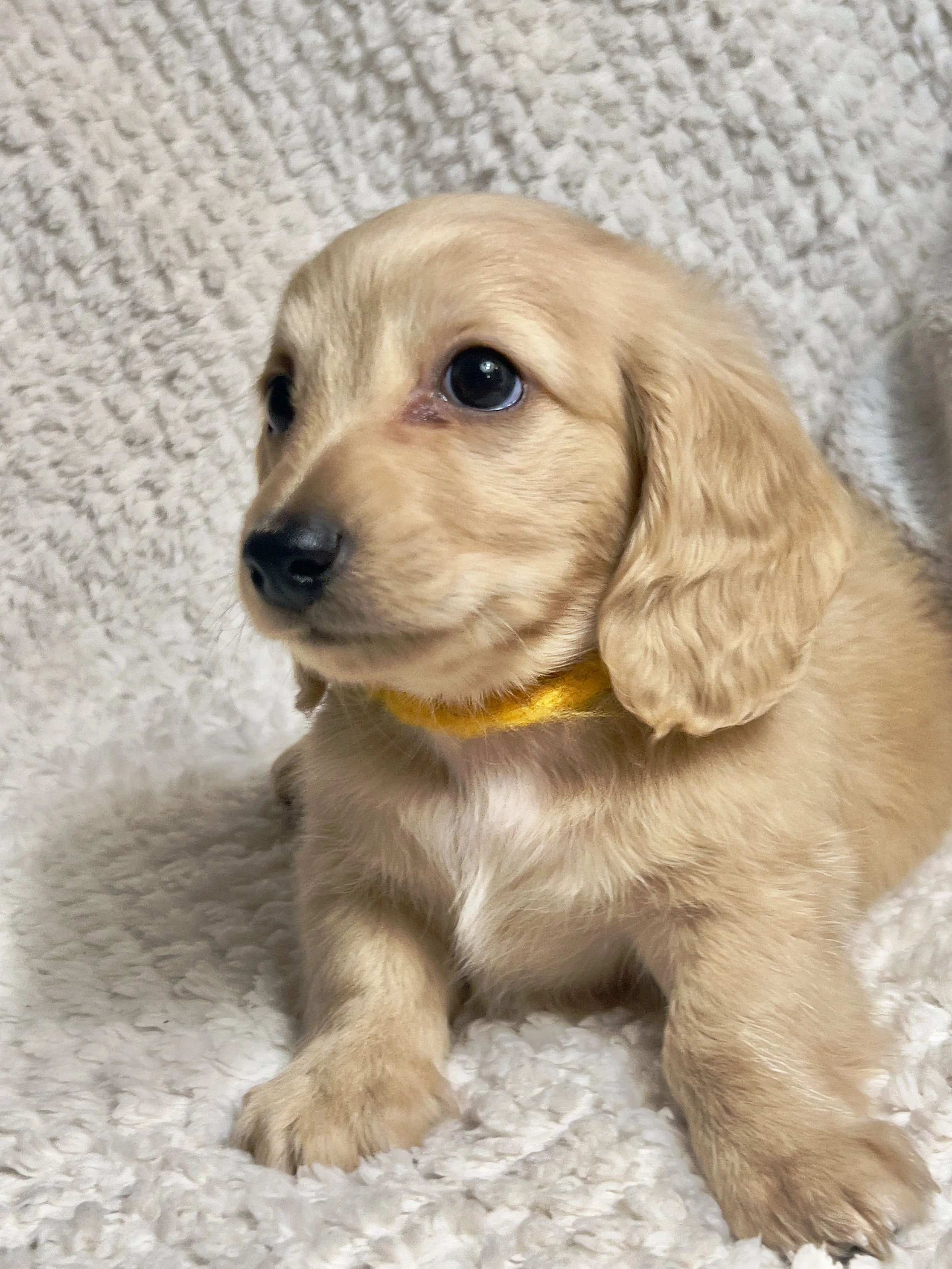 Sparkler aka Cannoli (RESERVED, longhaired boy)