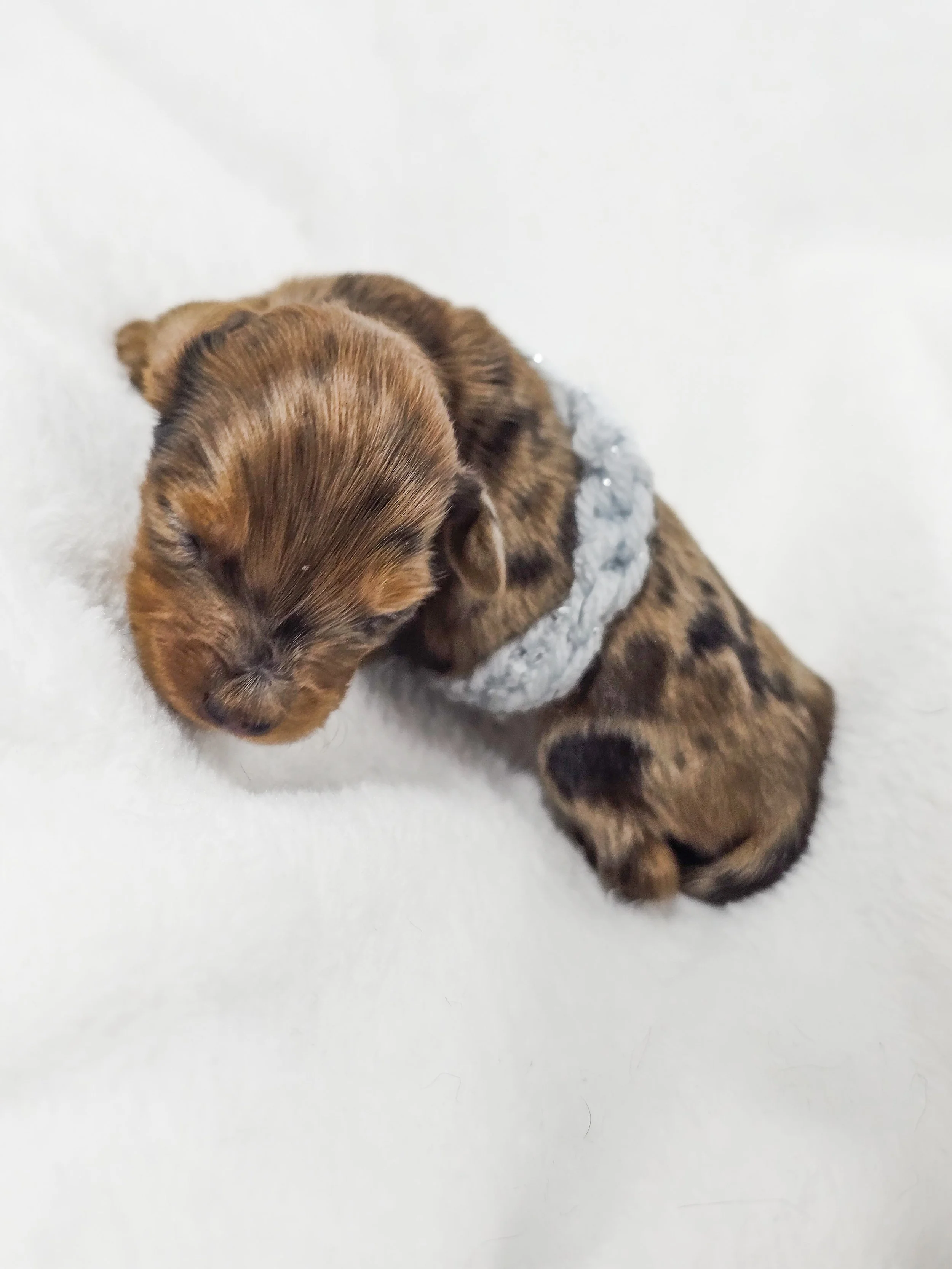 Orchid (RESERVED, longhaired girl)