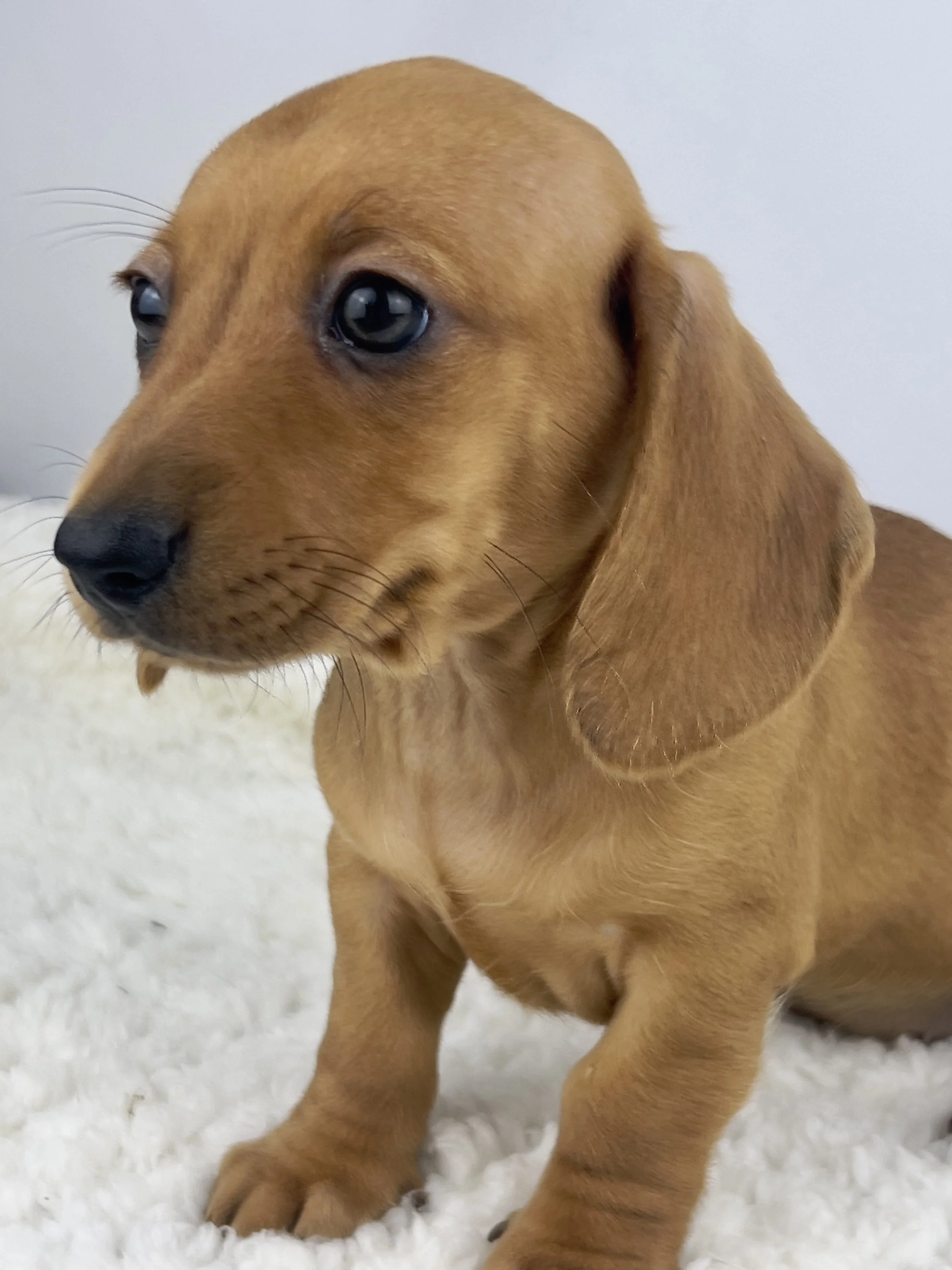 Cookie Butter (RESERVED, shorthaired girl)