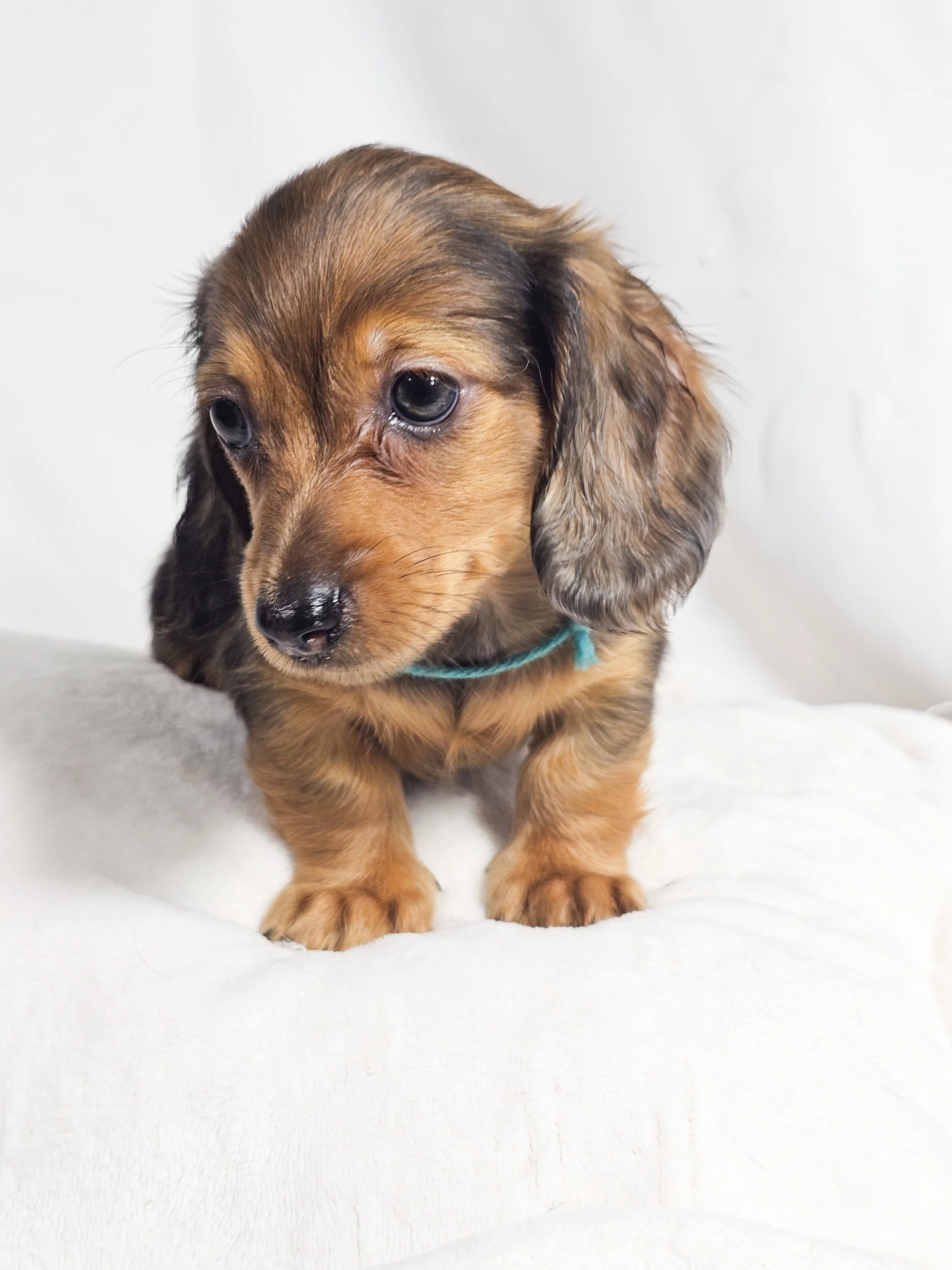 Fig (RESERVED, longhaired boy)