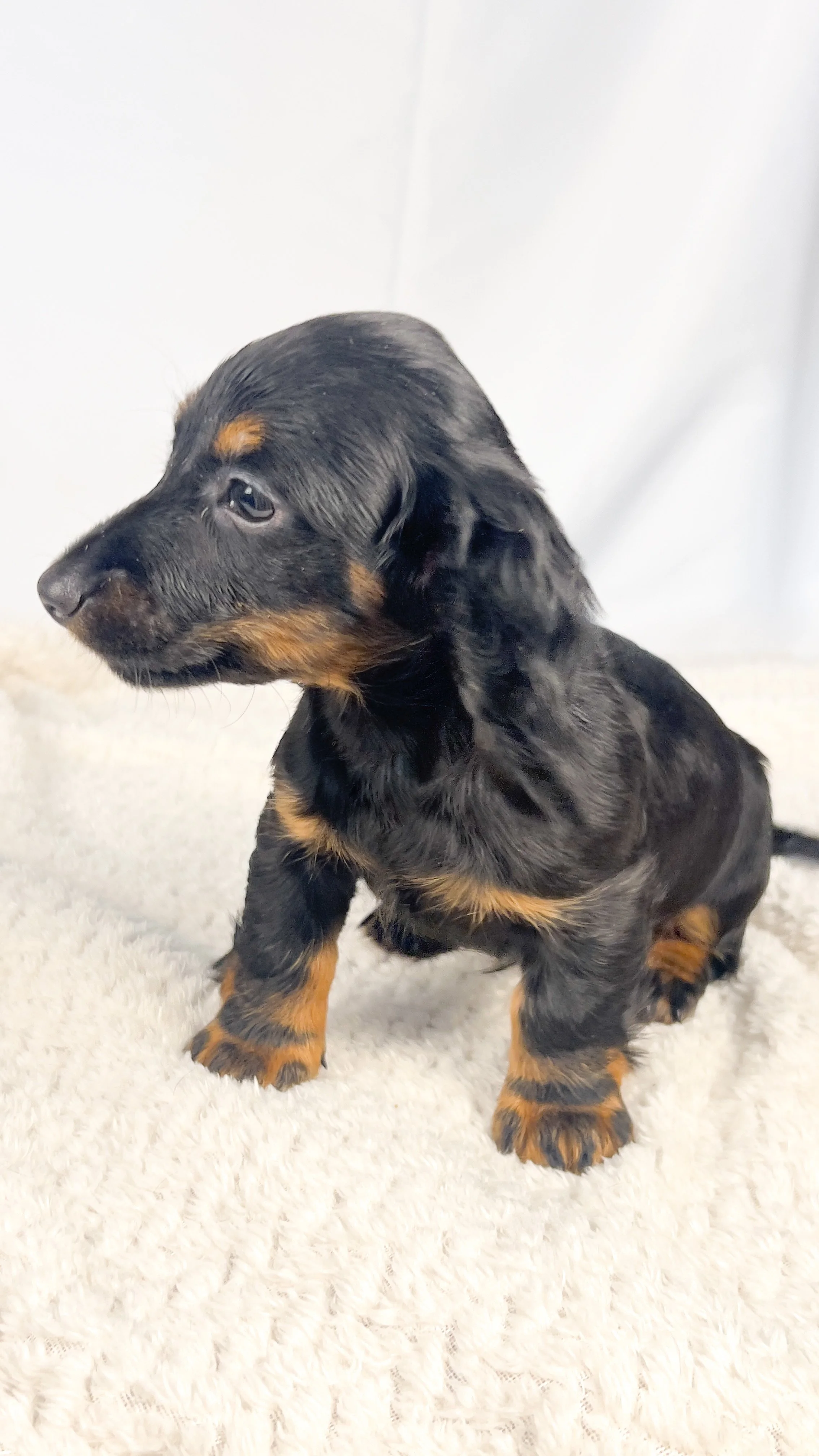 Brown sugar (RESERVED, longhaired boy)