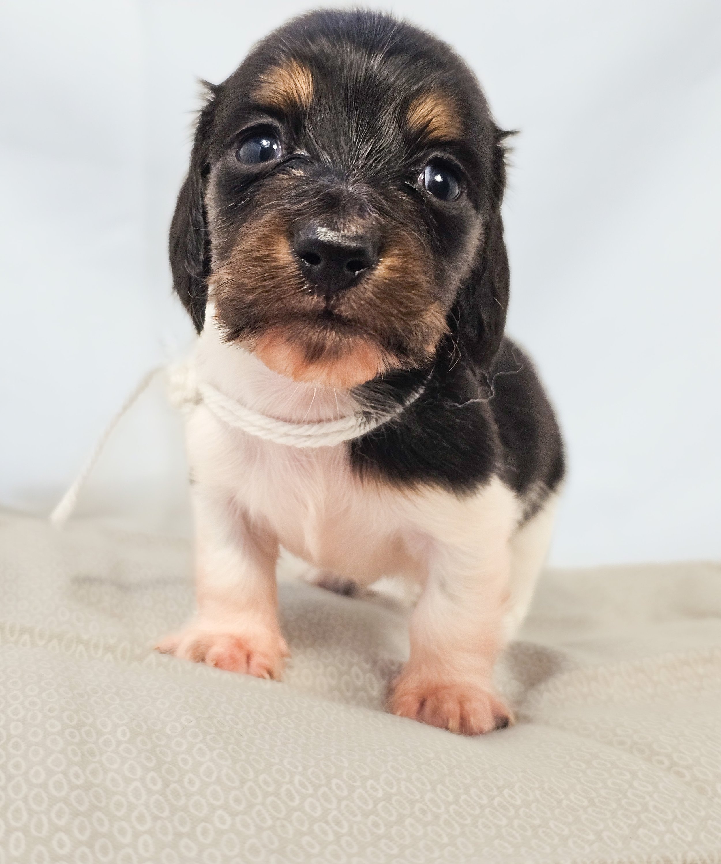 Marshmallow (longhaired boy, $4000 with a $500 deposit towards the total)