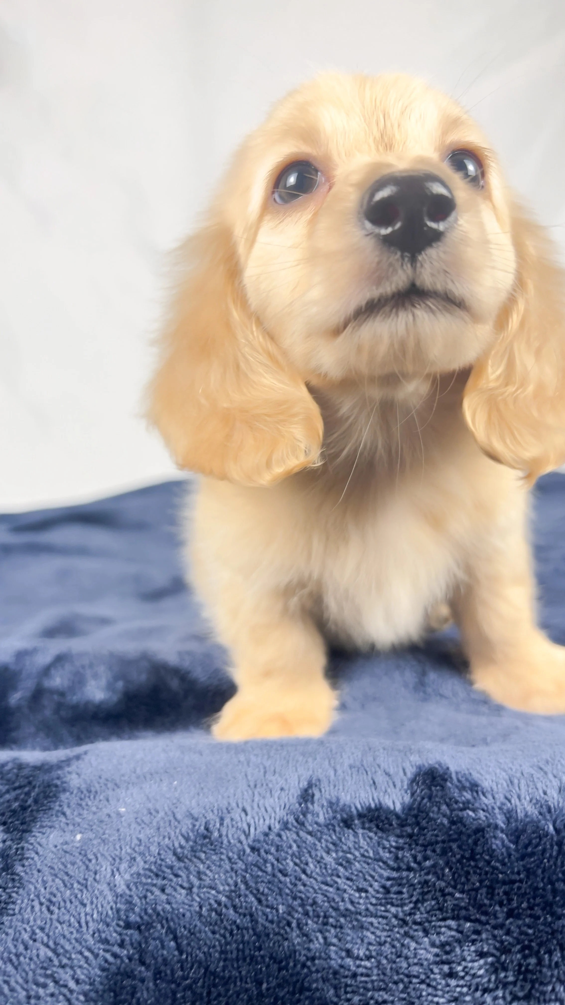 Wafer (RESERVED, longhaired boy)